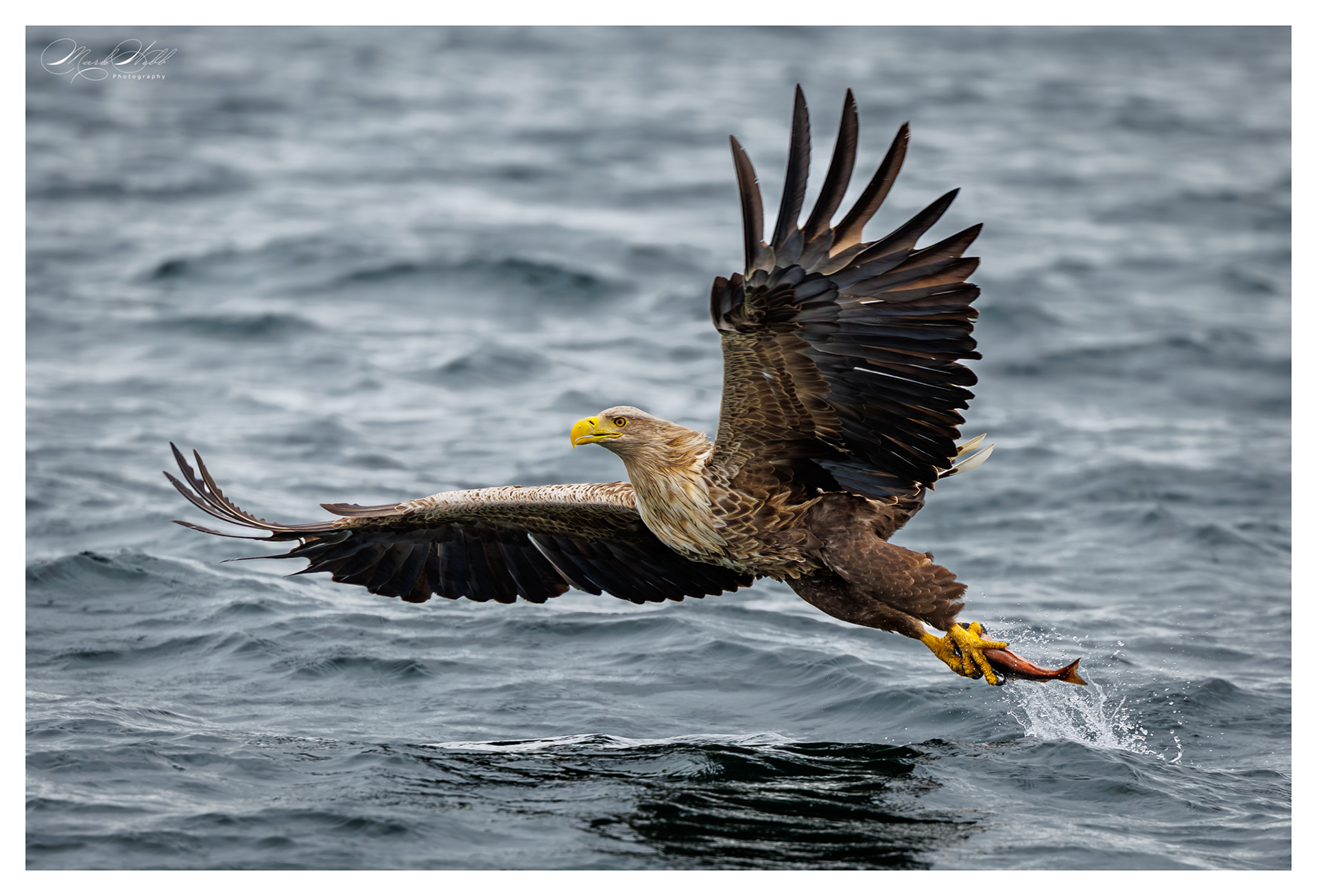Juvenile White Tailed Sea Eagle