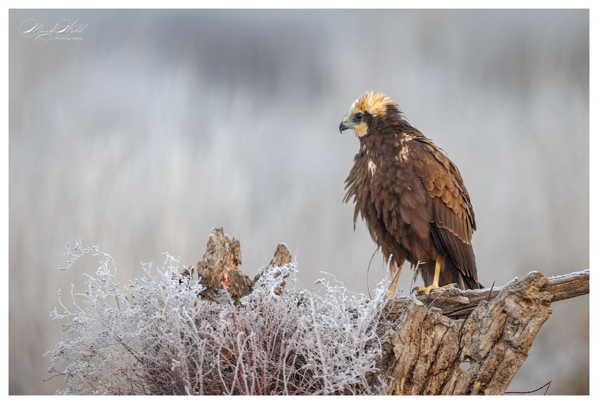 Marsh Harrier