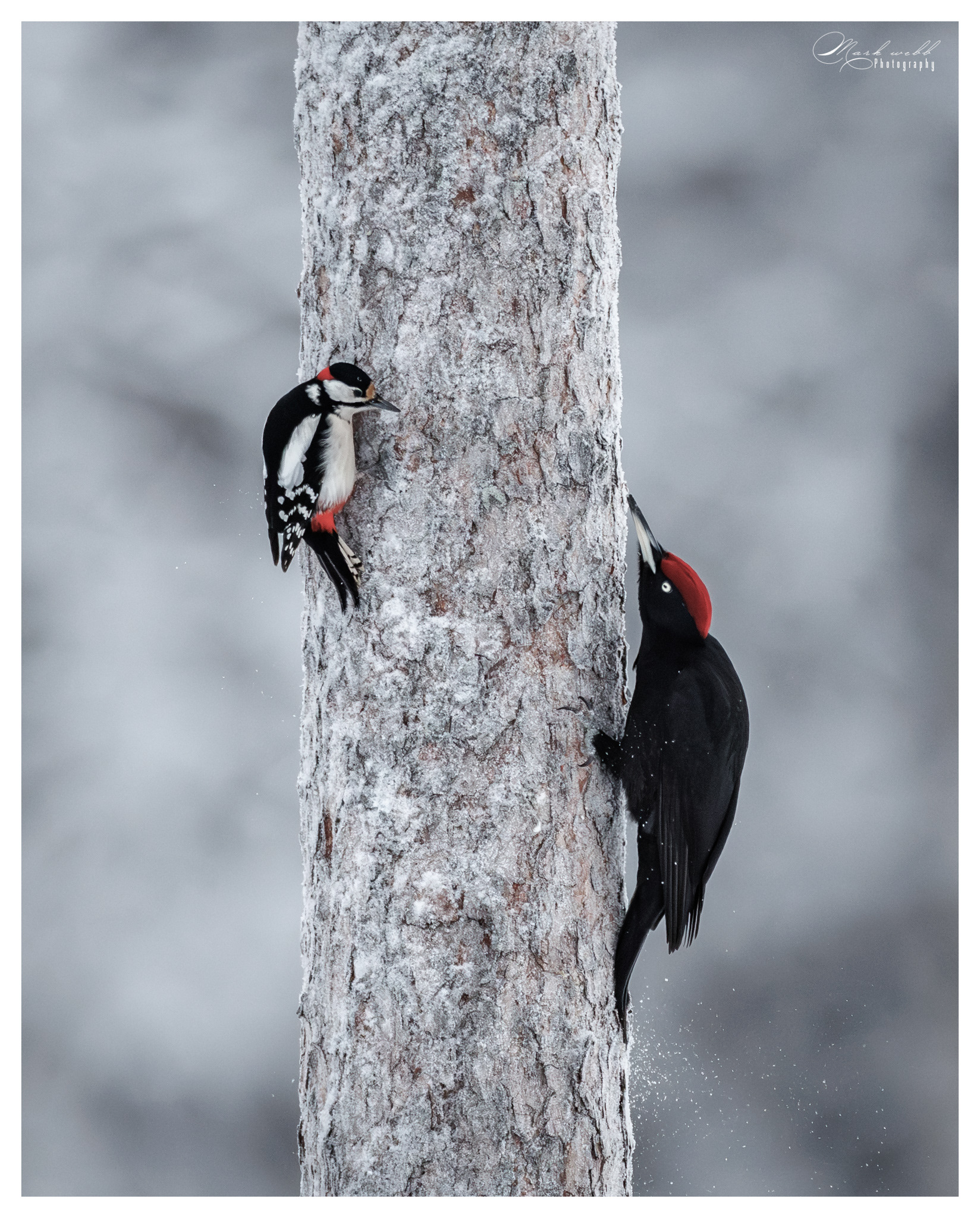 Black Woodpecker v Great Spotted WP