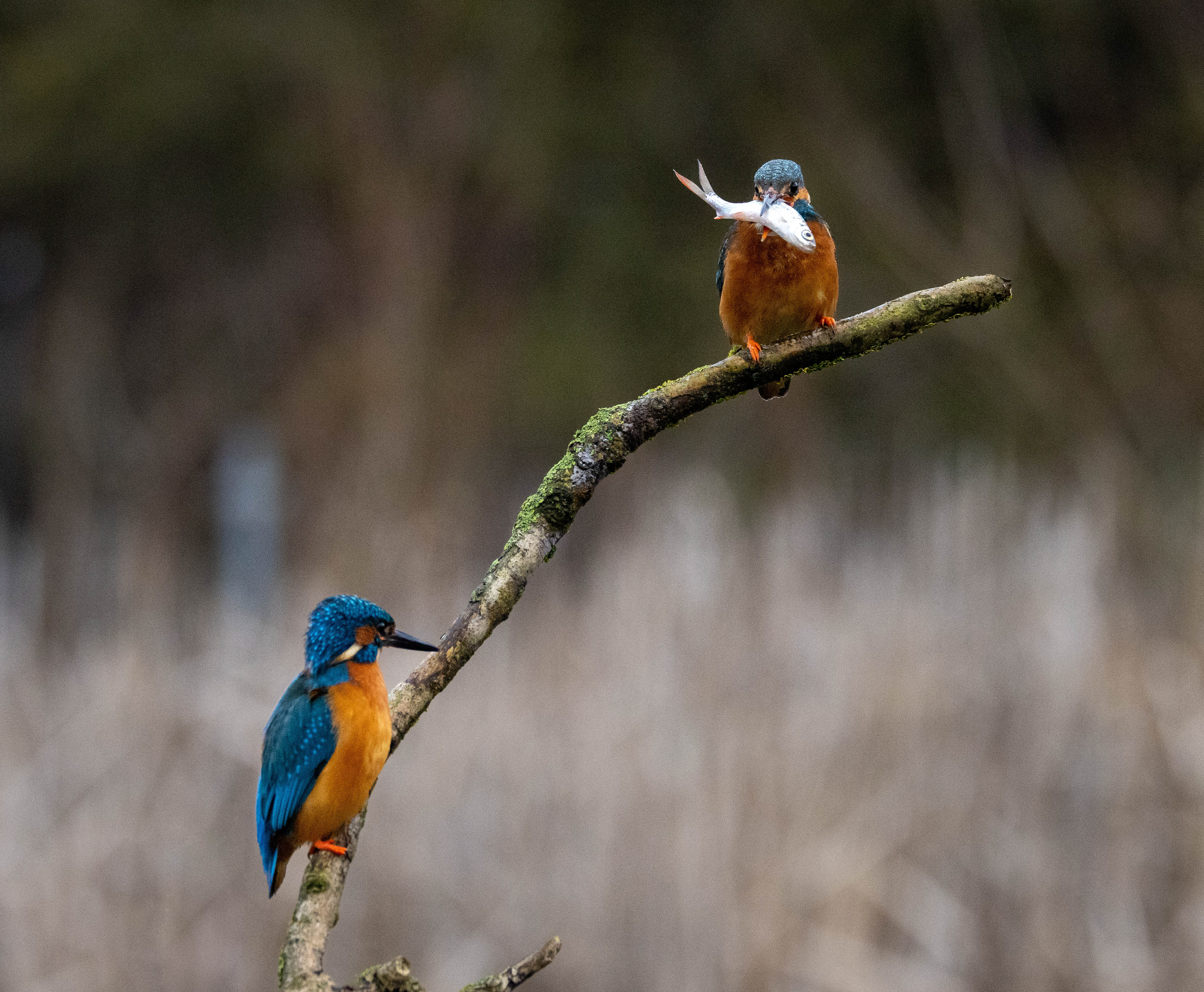 Wildlife Hides March 2023