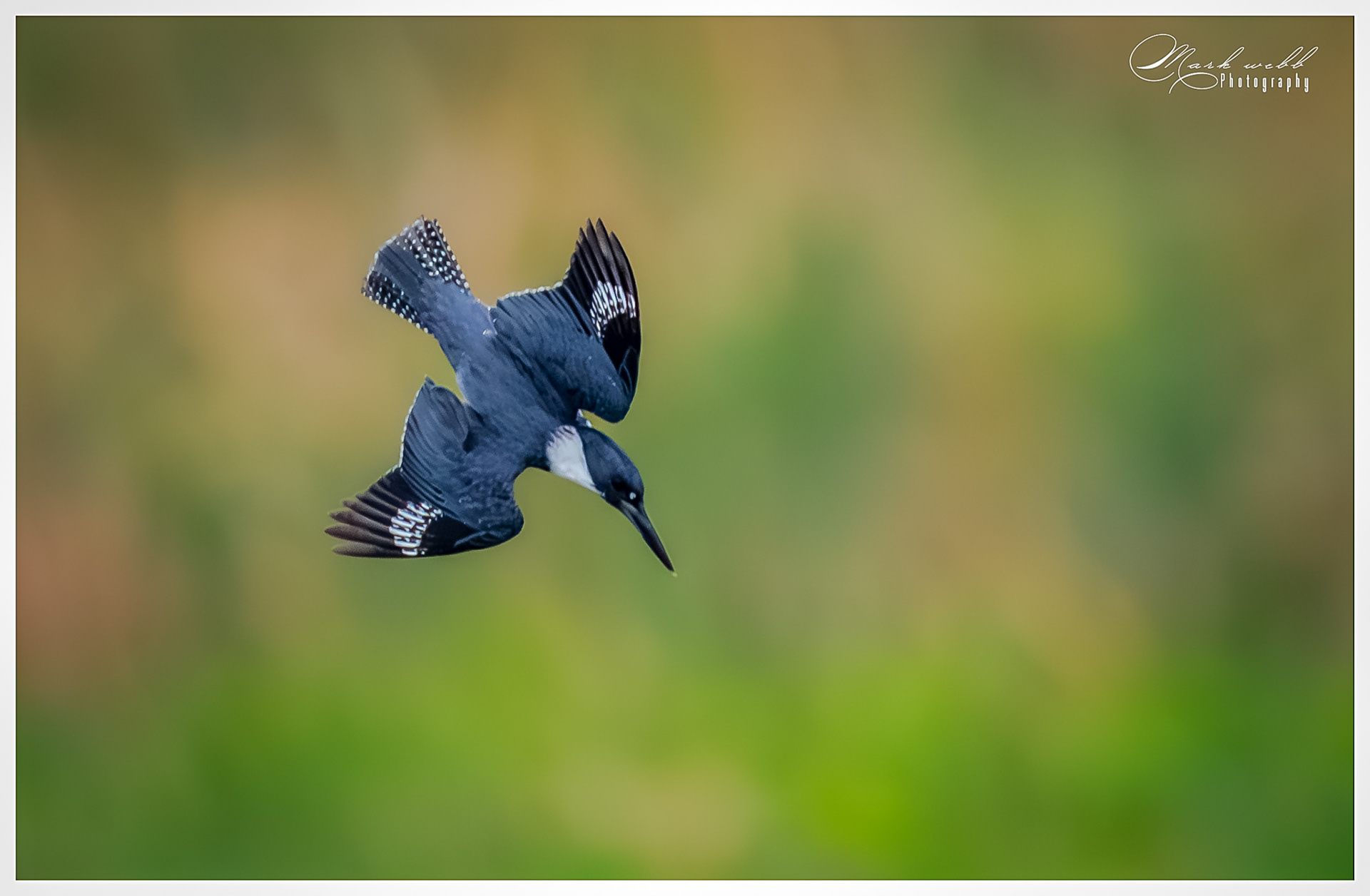 Belted Kingfisher Orland Wetlands