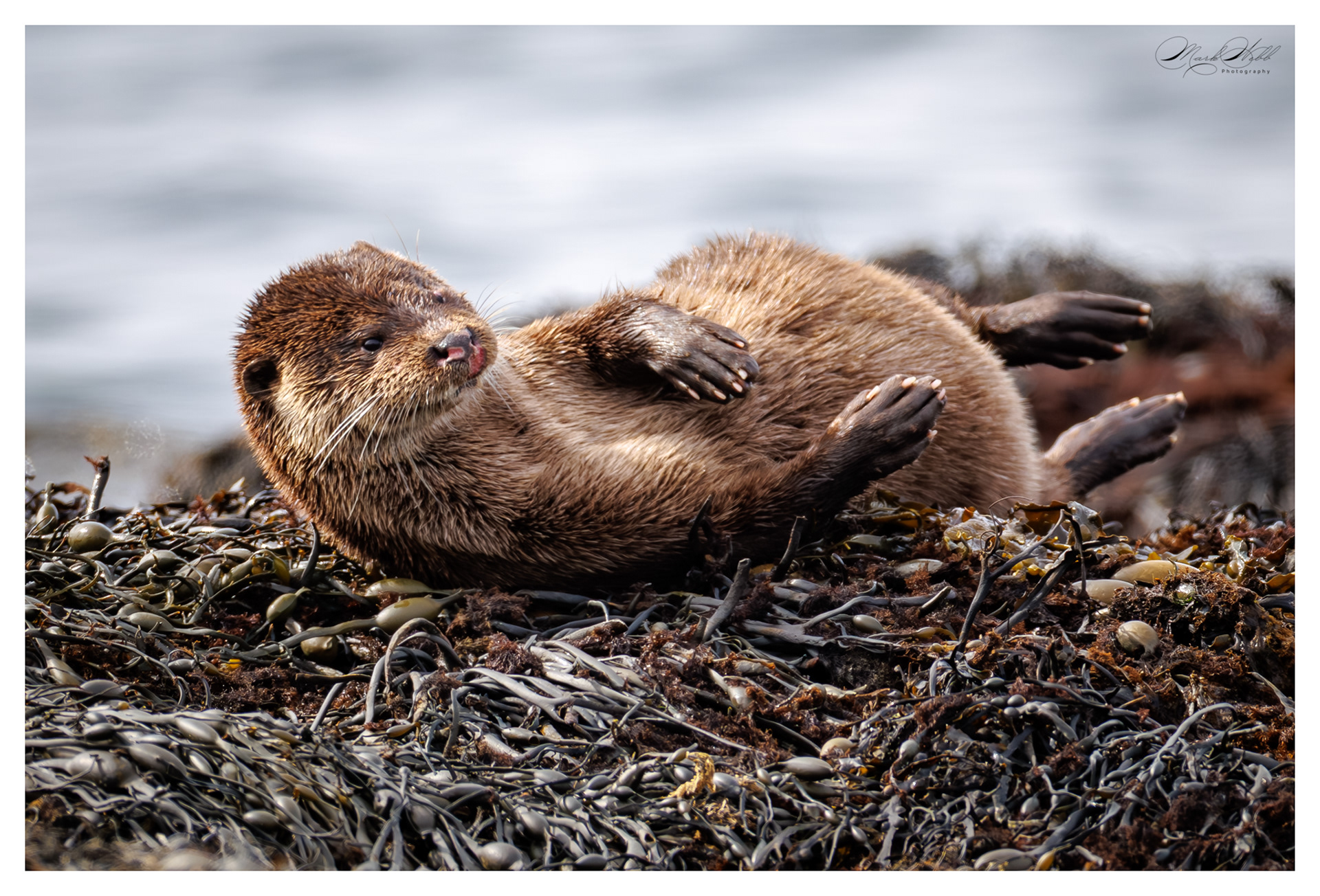 Fat Freddy Otter