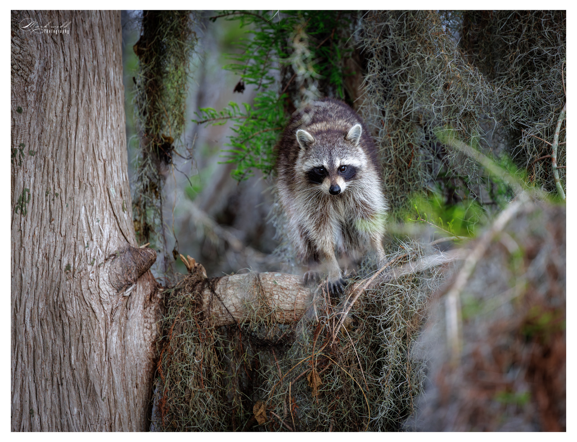 Racoon
