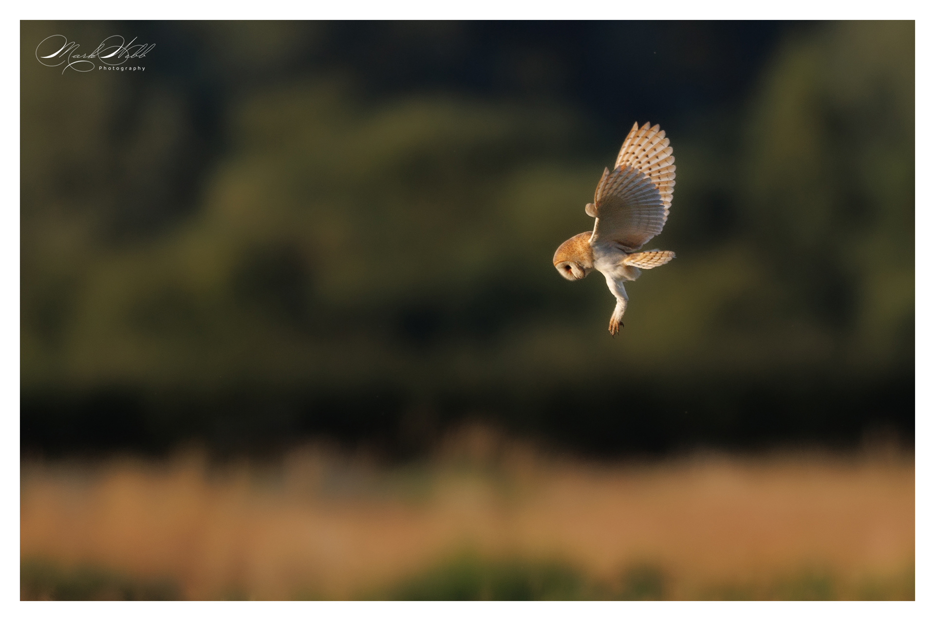 Barn Owl Summer Leys July 2024