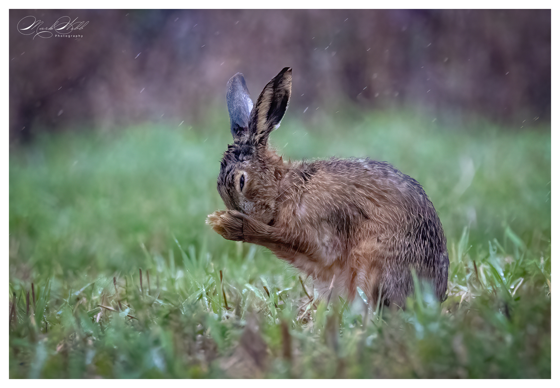 Lincolnshire Hares March 2024