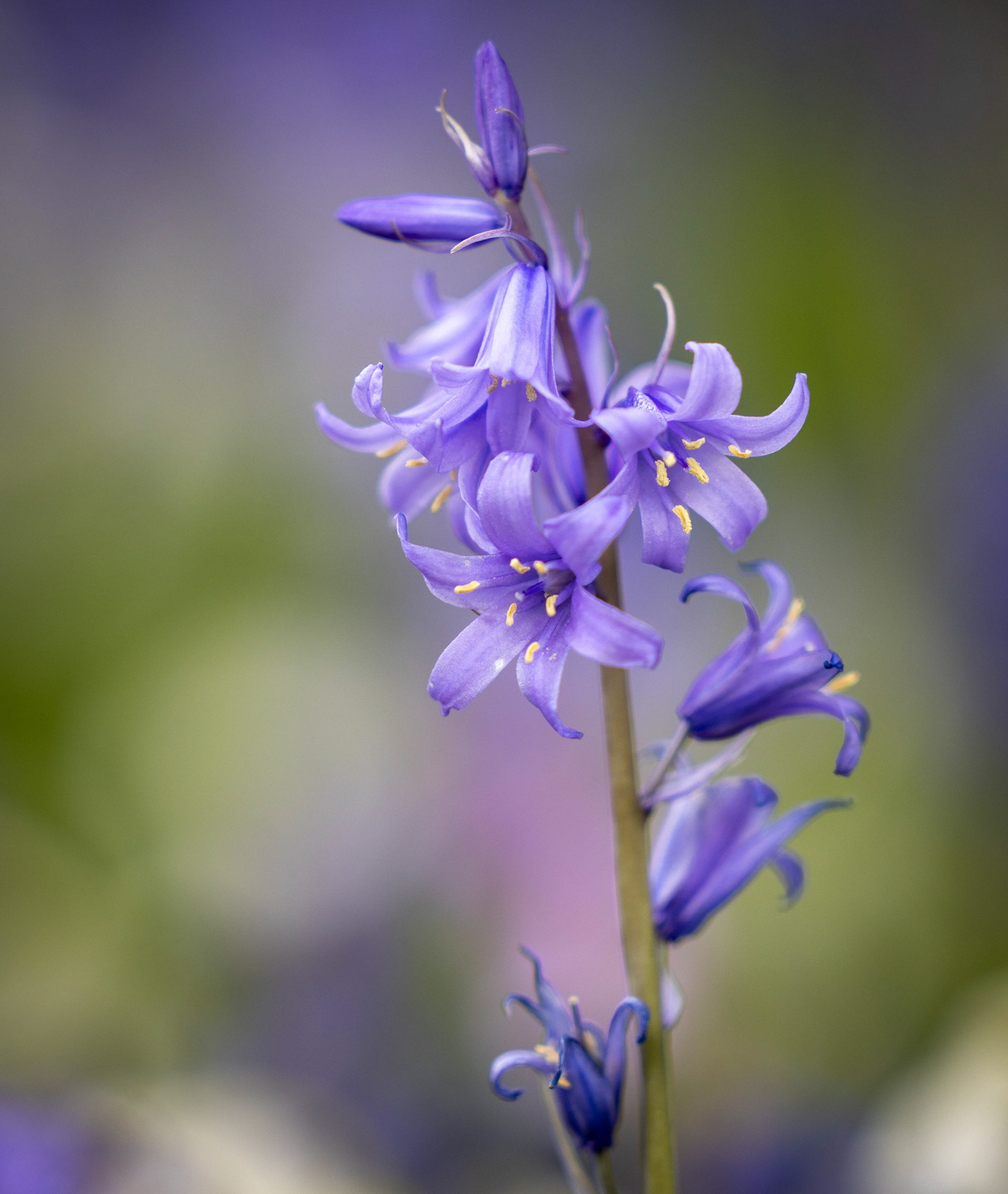 Wootton Bluebells April 2023