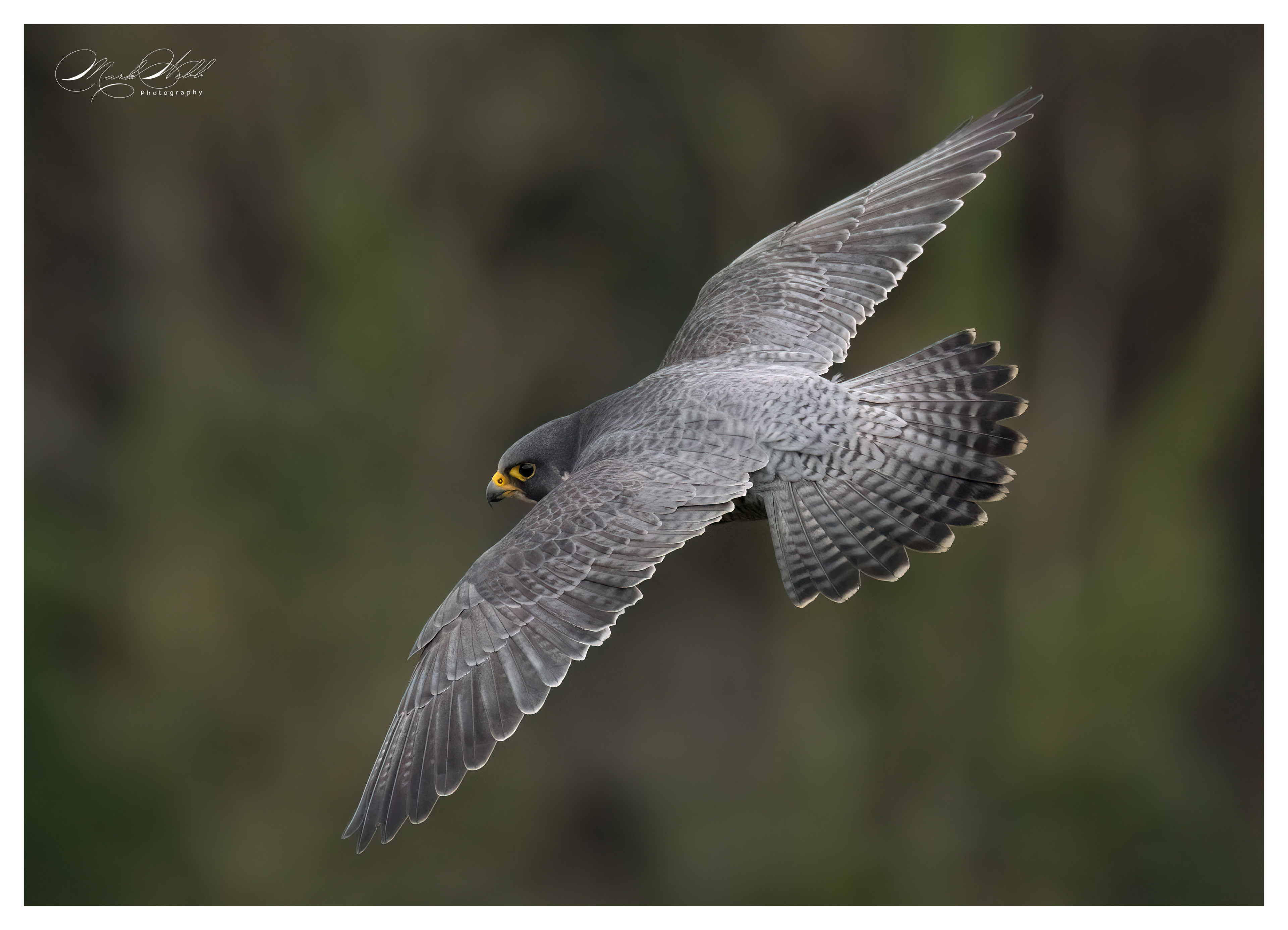 Peregrine Falcon Bristol February 2024