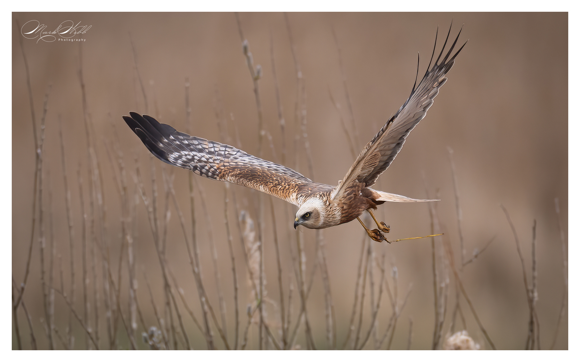 Marsh Harrier Fowlmere March 2024