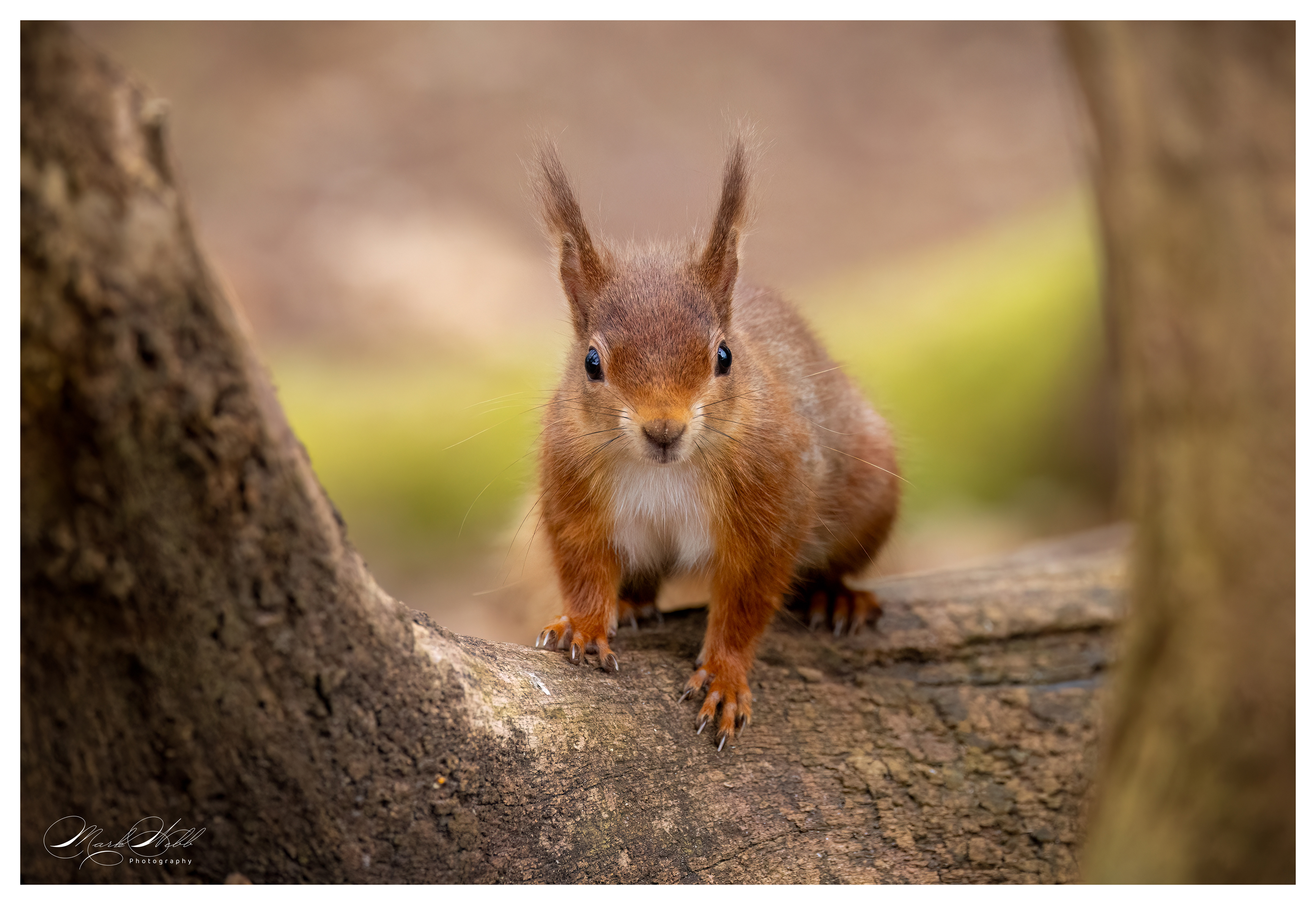 Red Squirrell Brownsea Island March 2024