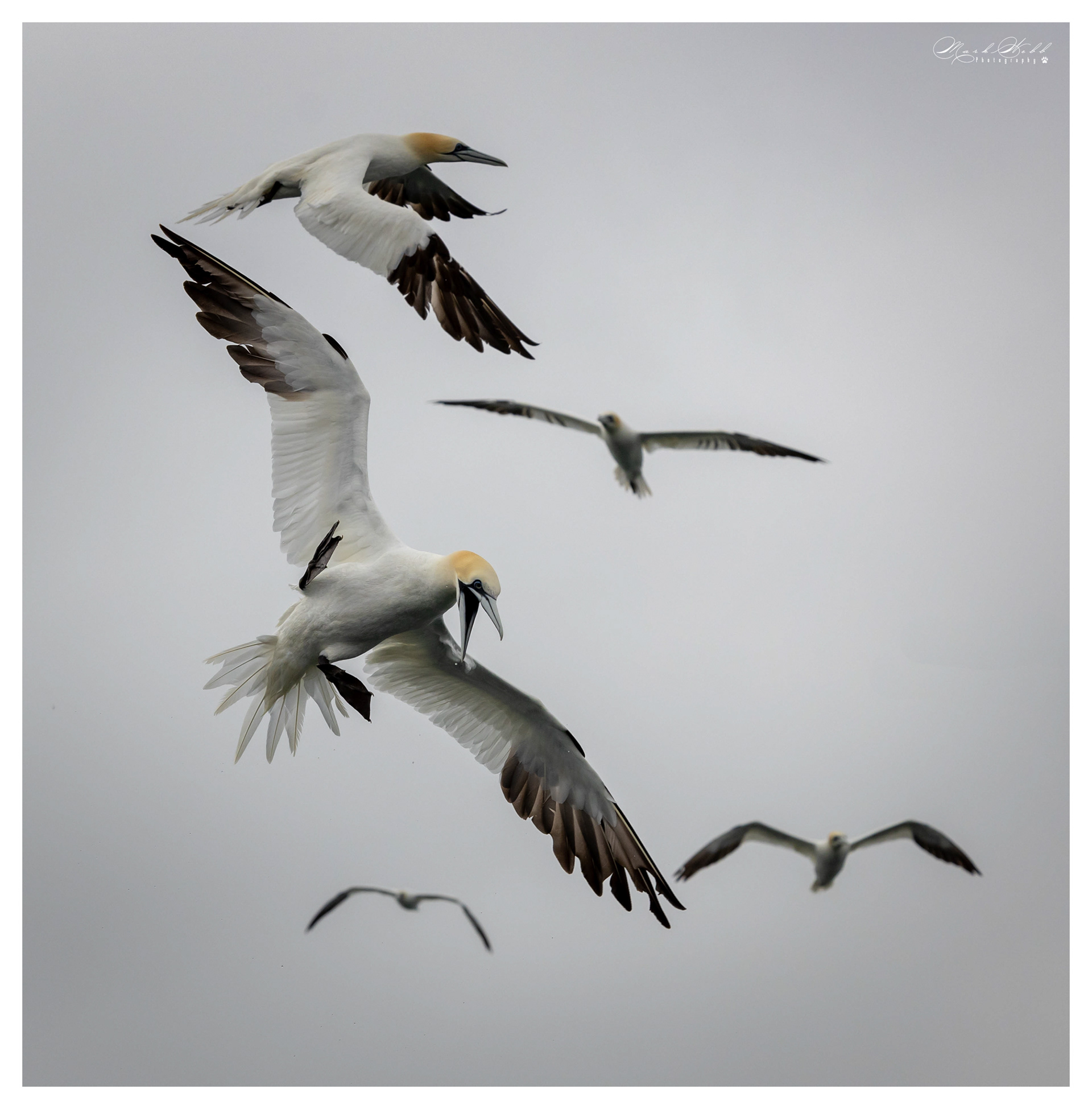Bridlington Gannet Boat Trip August 2023