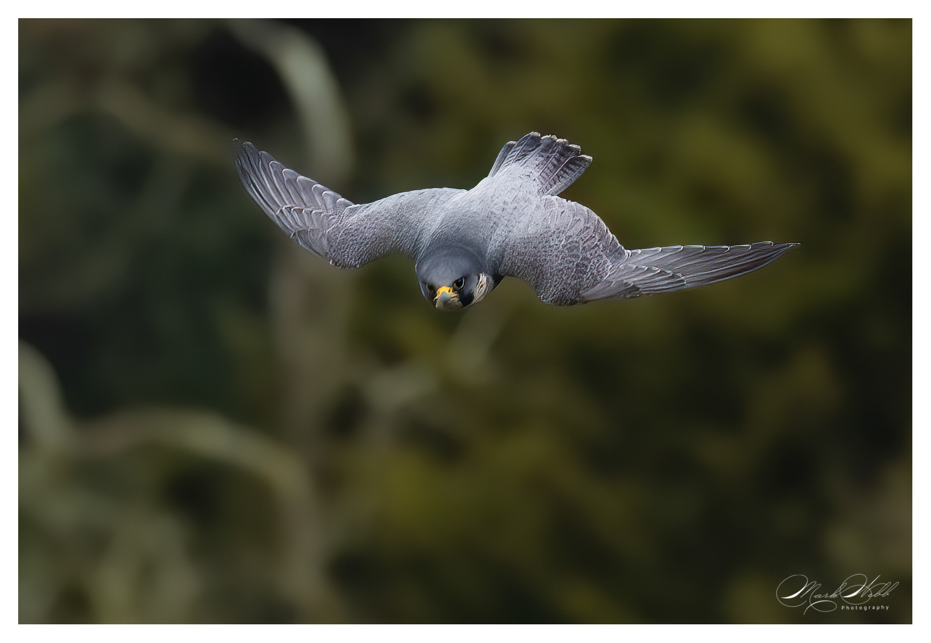 Peregrine Falcon Bristol February 2024