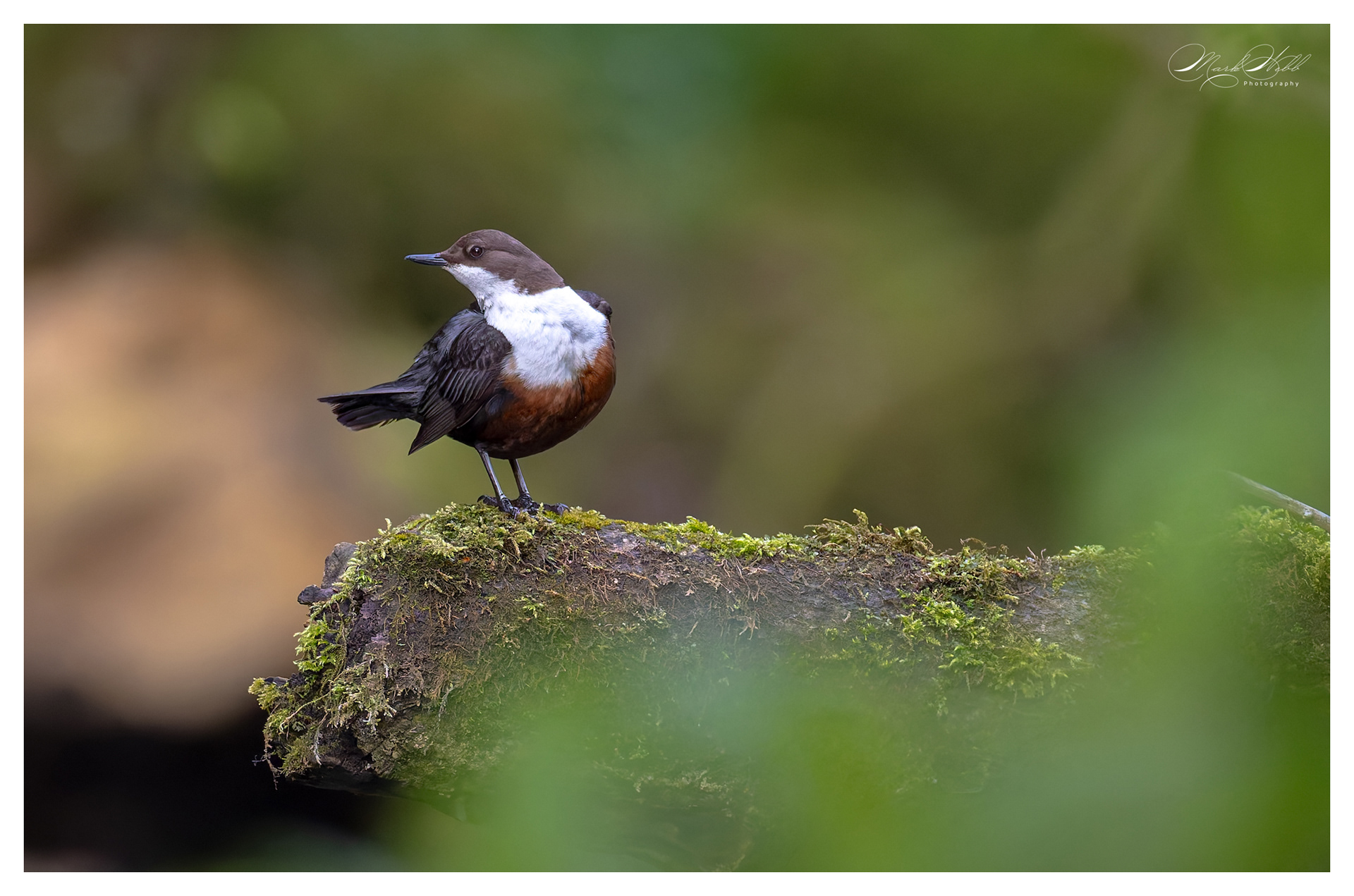 Dipper Millers Dale April 2024