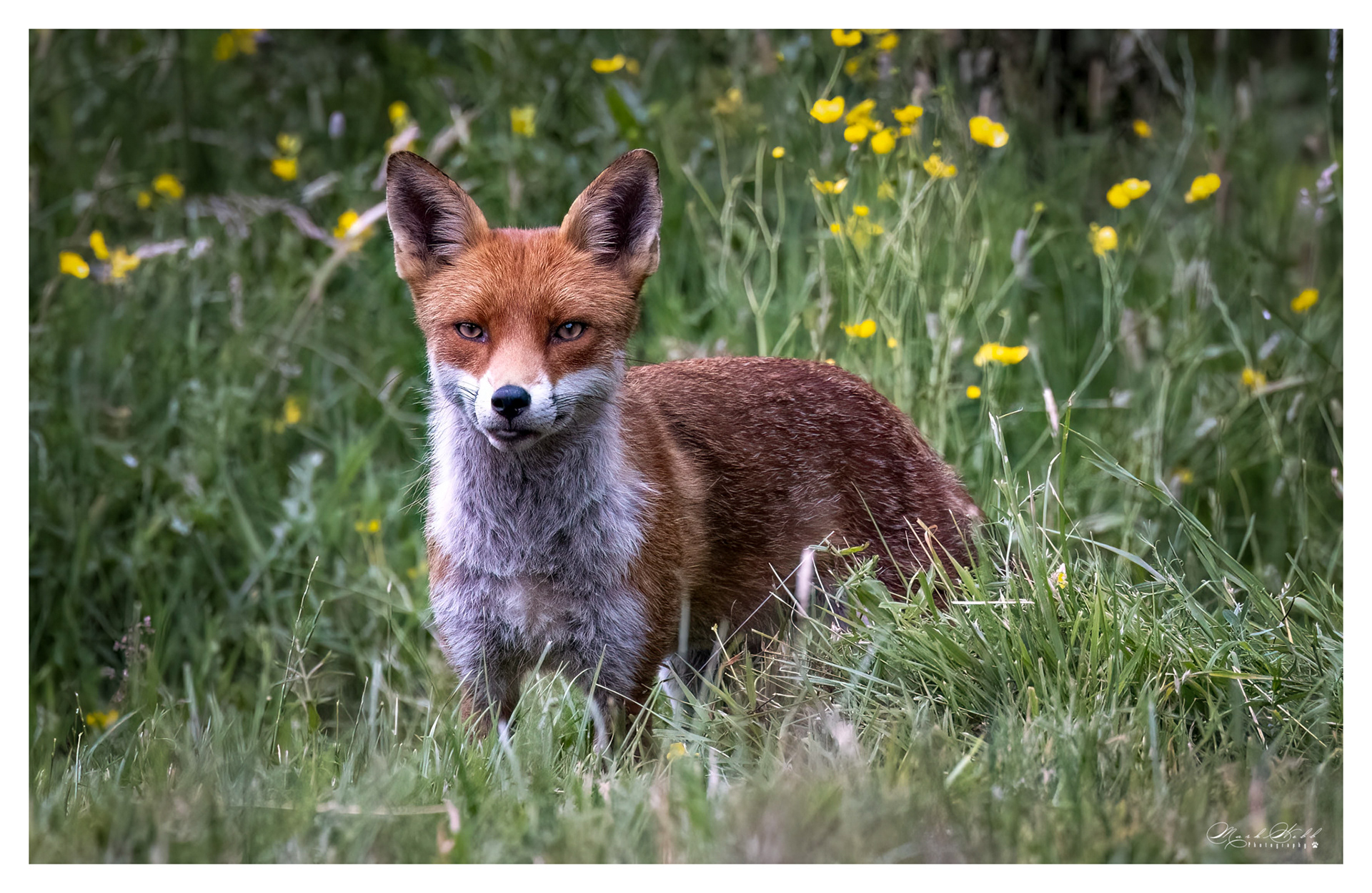 Essex Foxes July 2023