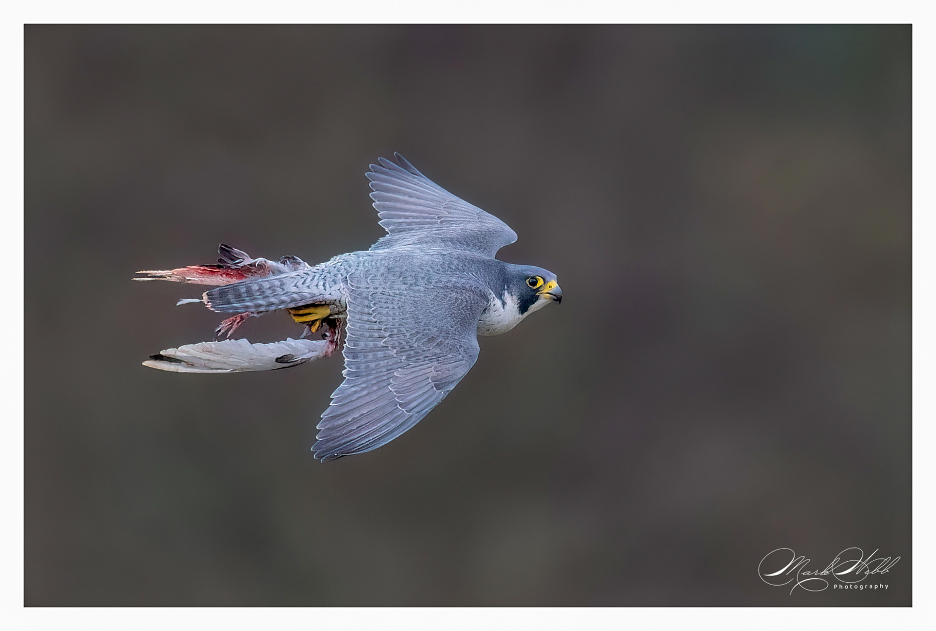 Peregrine Falcon Bristol February 2024