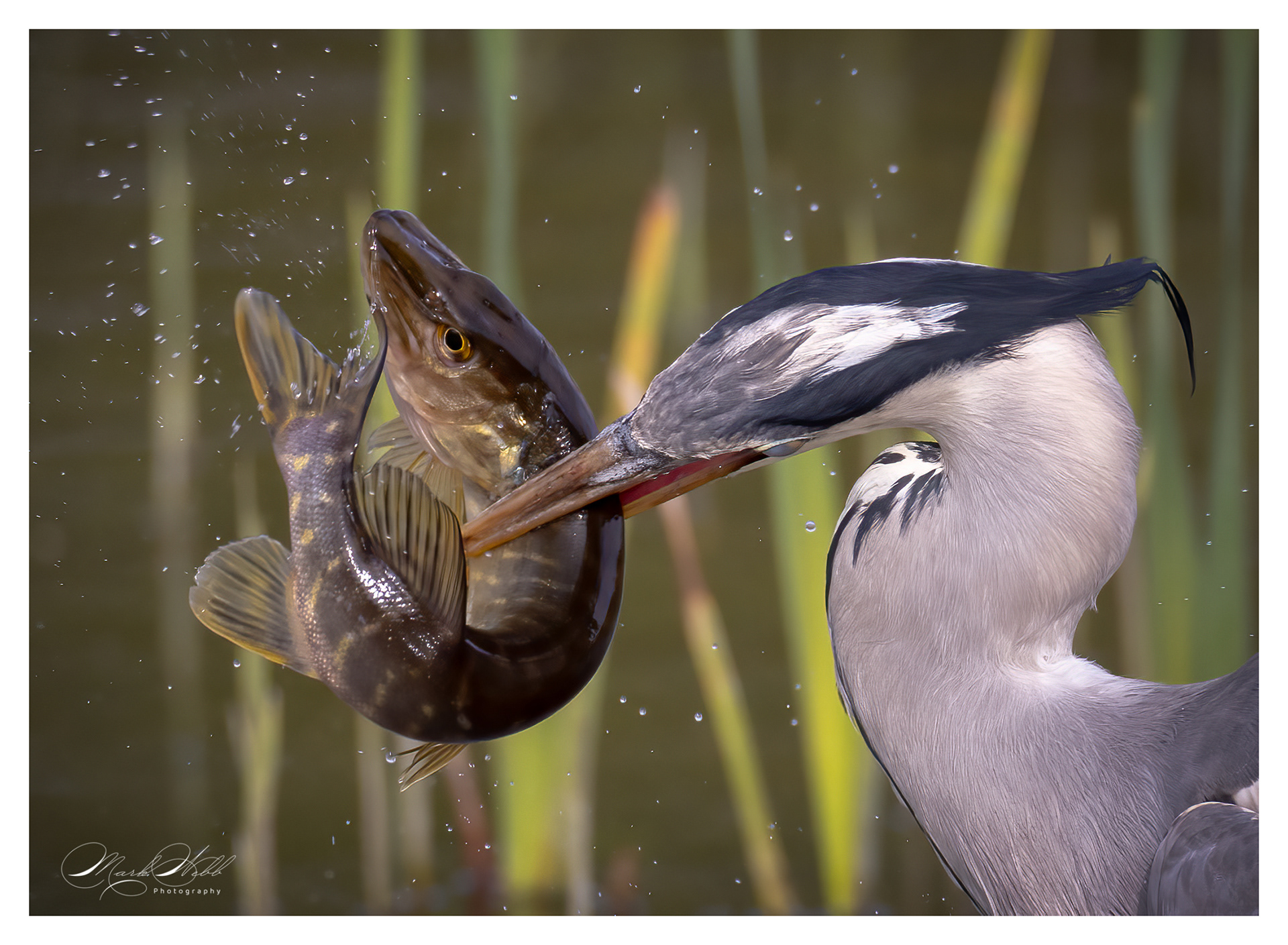 Heron v Pike Fowlmere April 2024