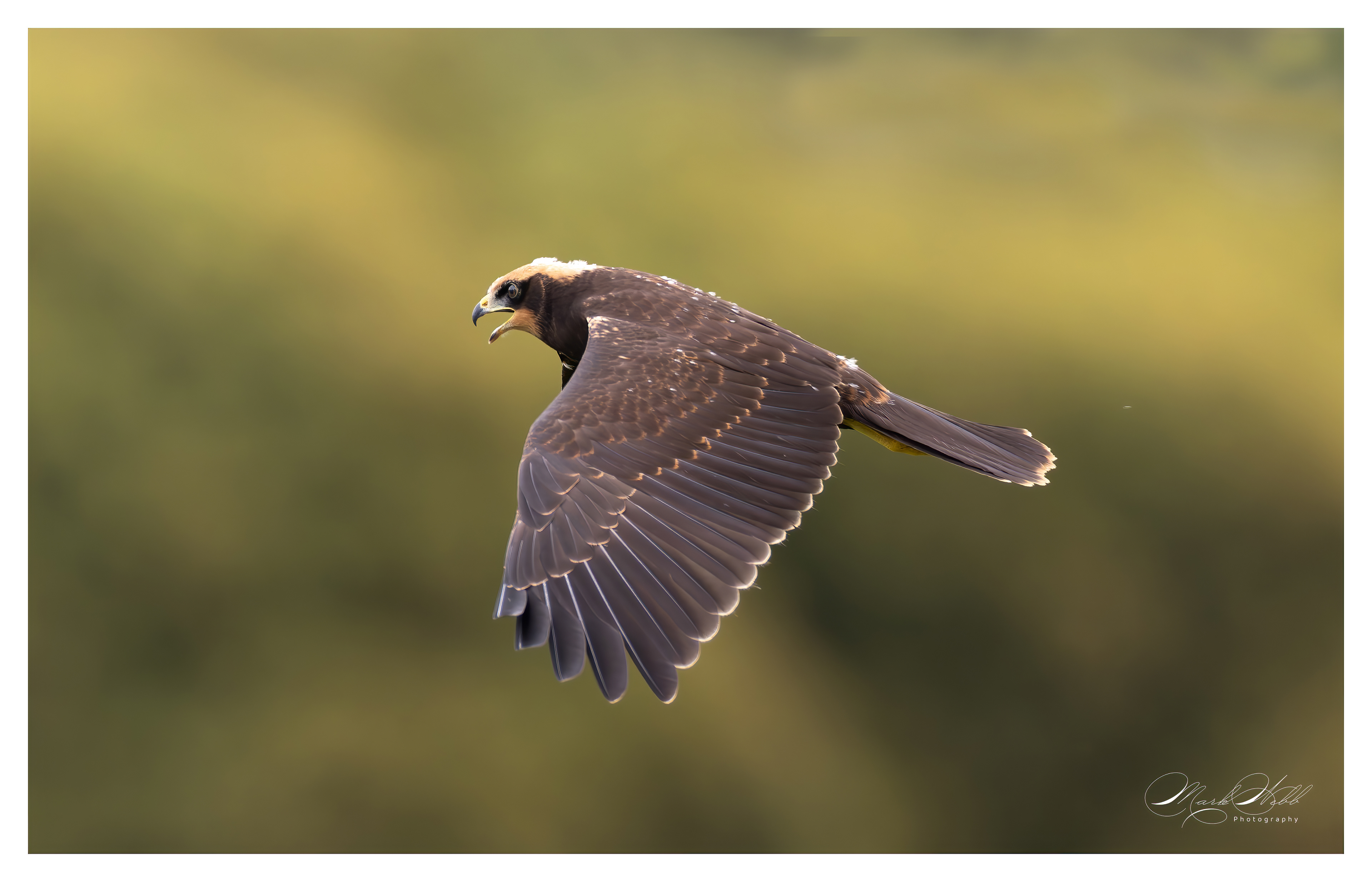 Marsh Harrier Woodwalton June 2024