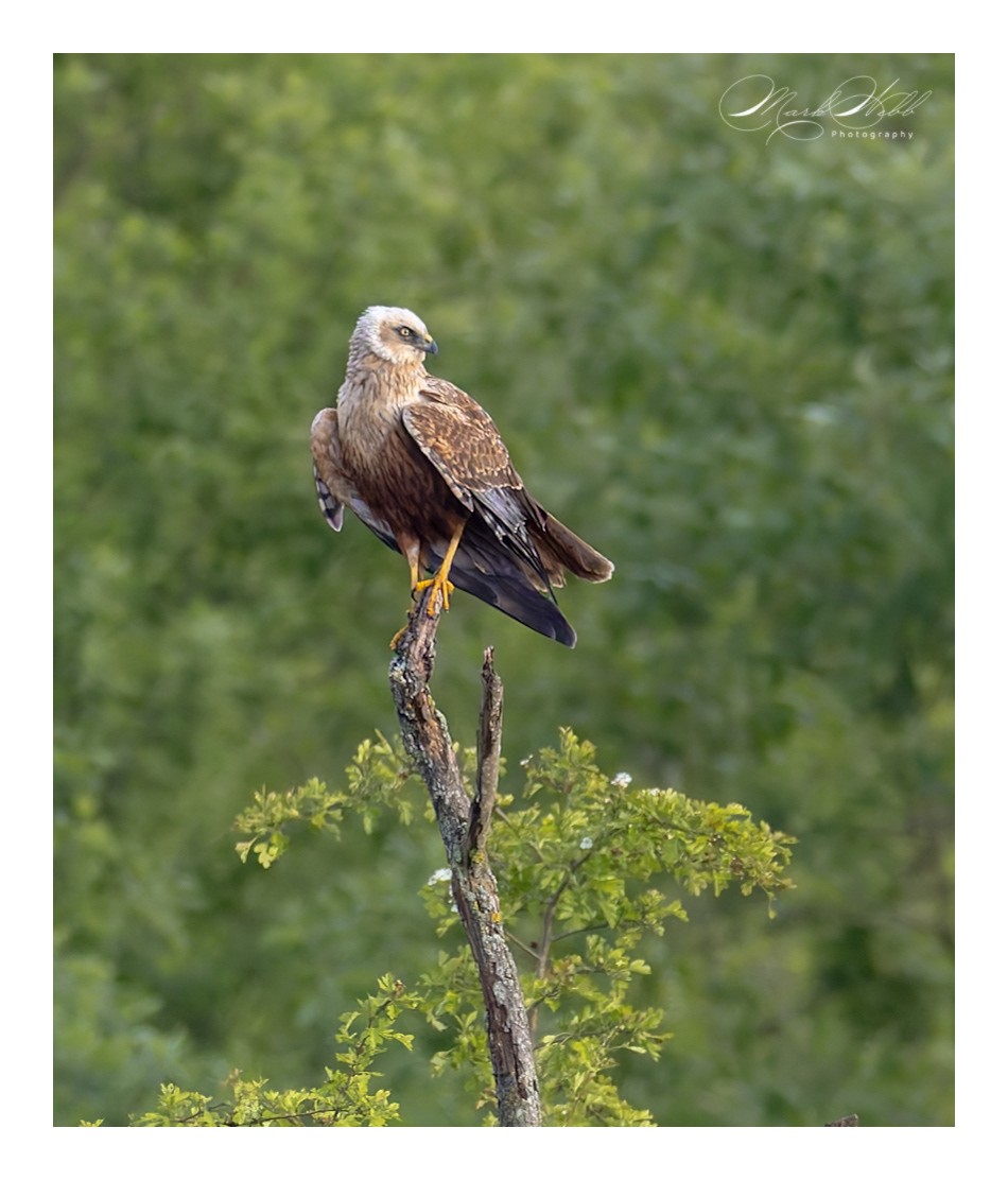 Marsh Harrier Fowlmere May 2024