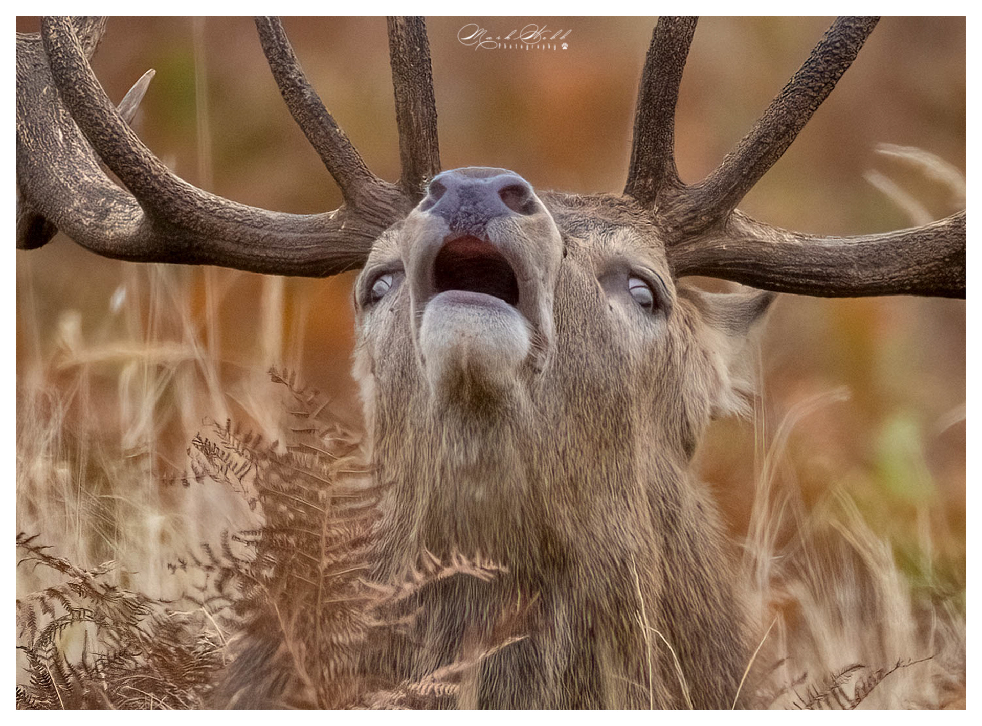 Bradgate Park October 2023