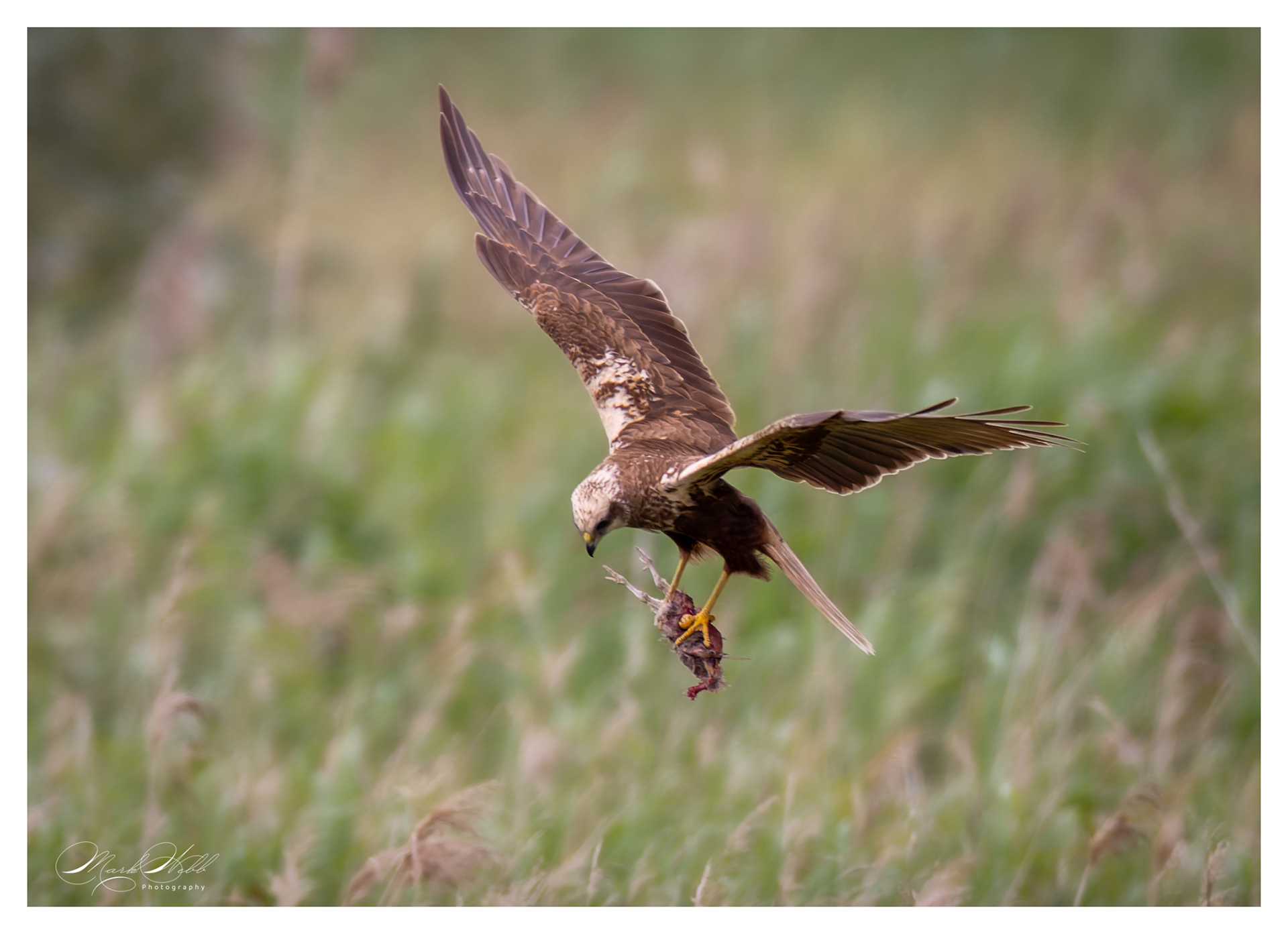 Marsh Harrier Woodwalton June 2024
