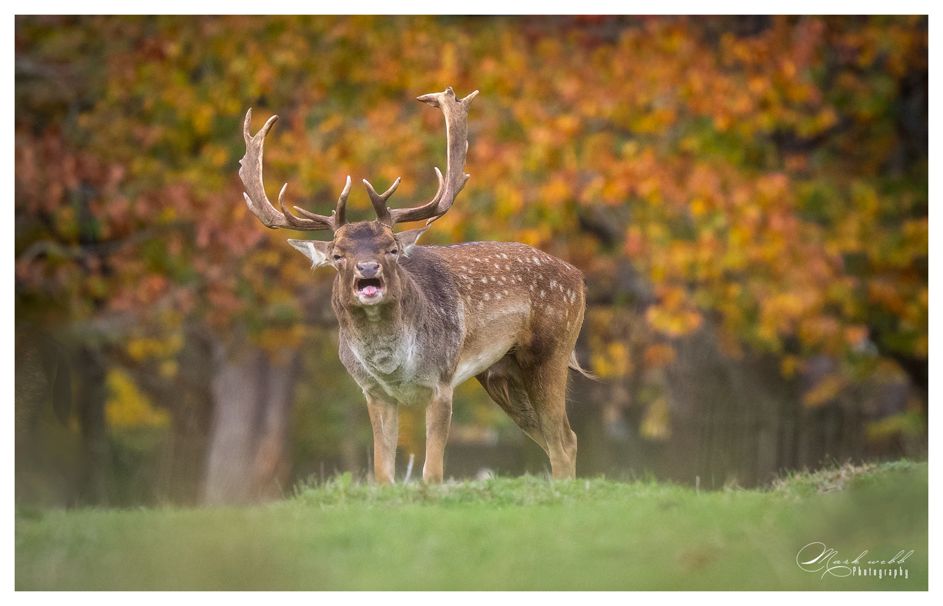 Fallow Deer Bushy Park October 2025