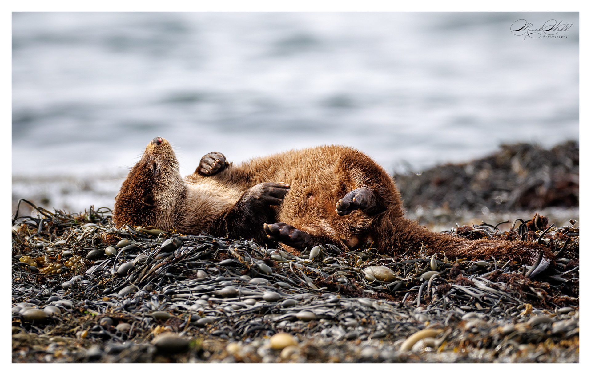 Fat Freddy Otter