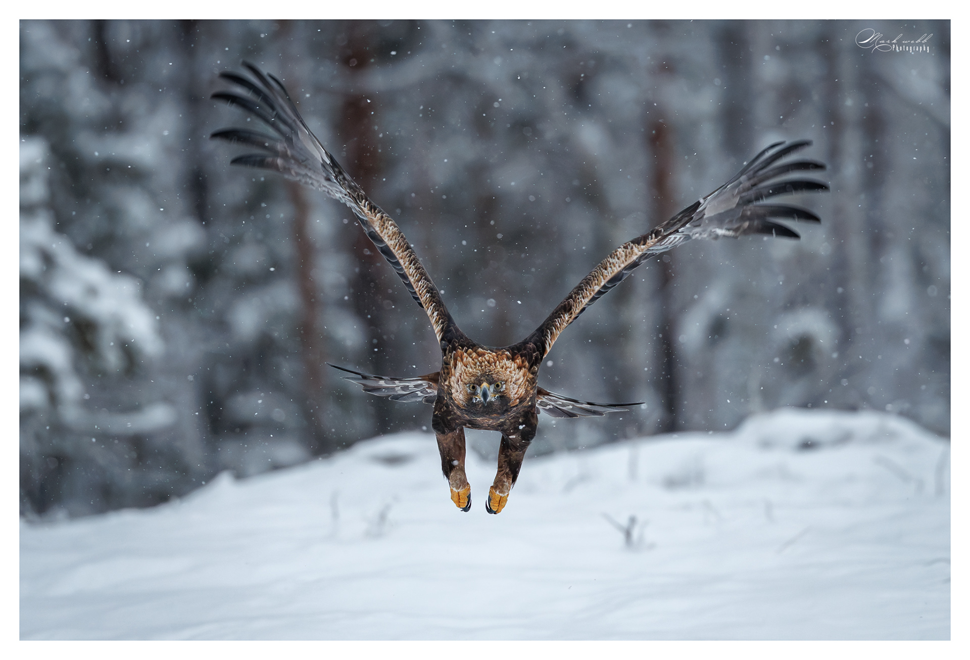 Golden Eagle