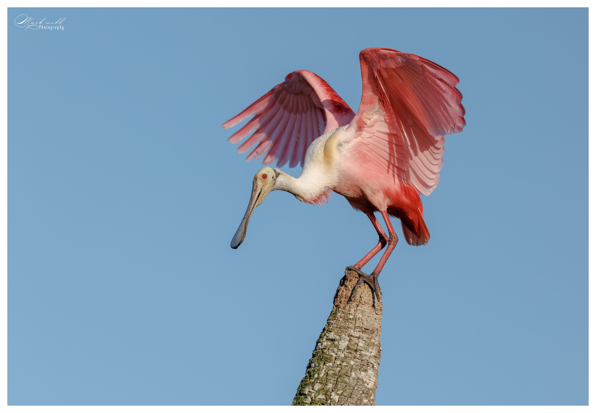 Roseatte Spoonbill