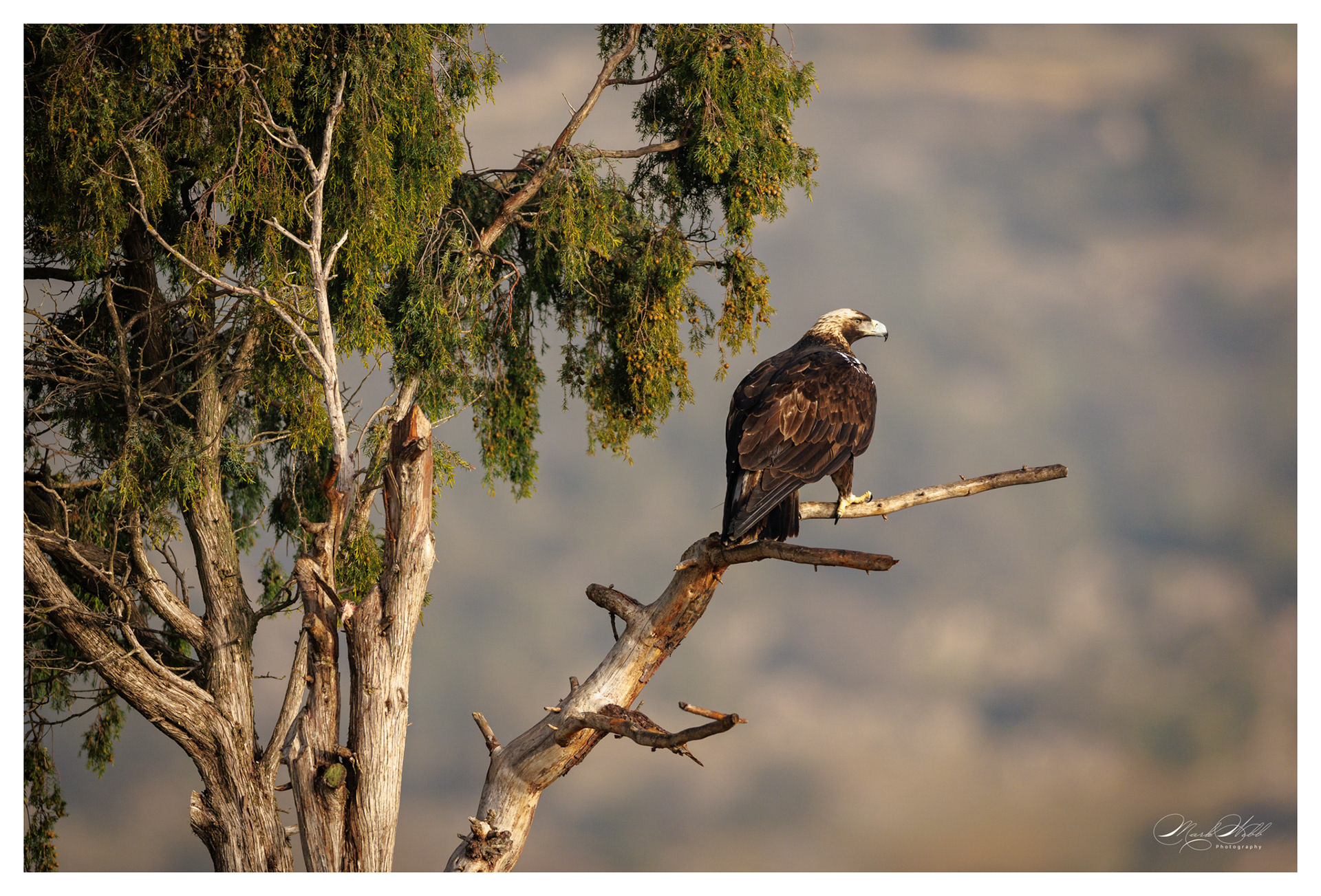Spanish Imperial Eagle