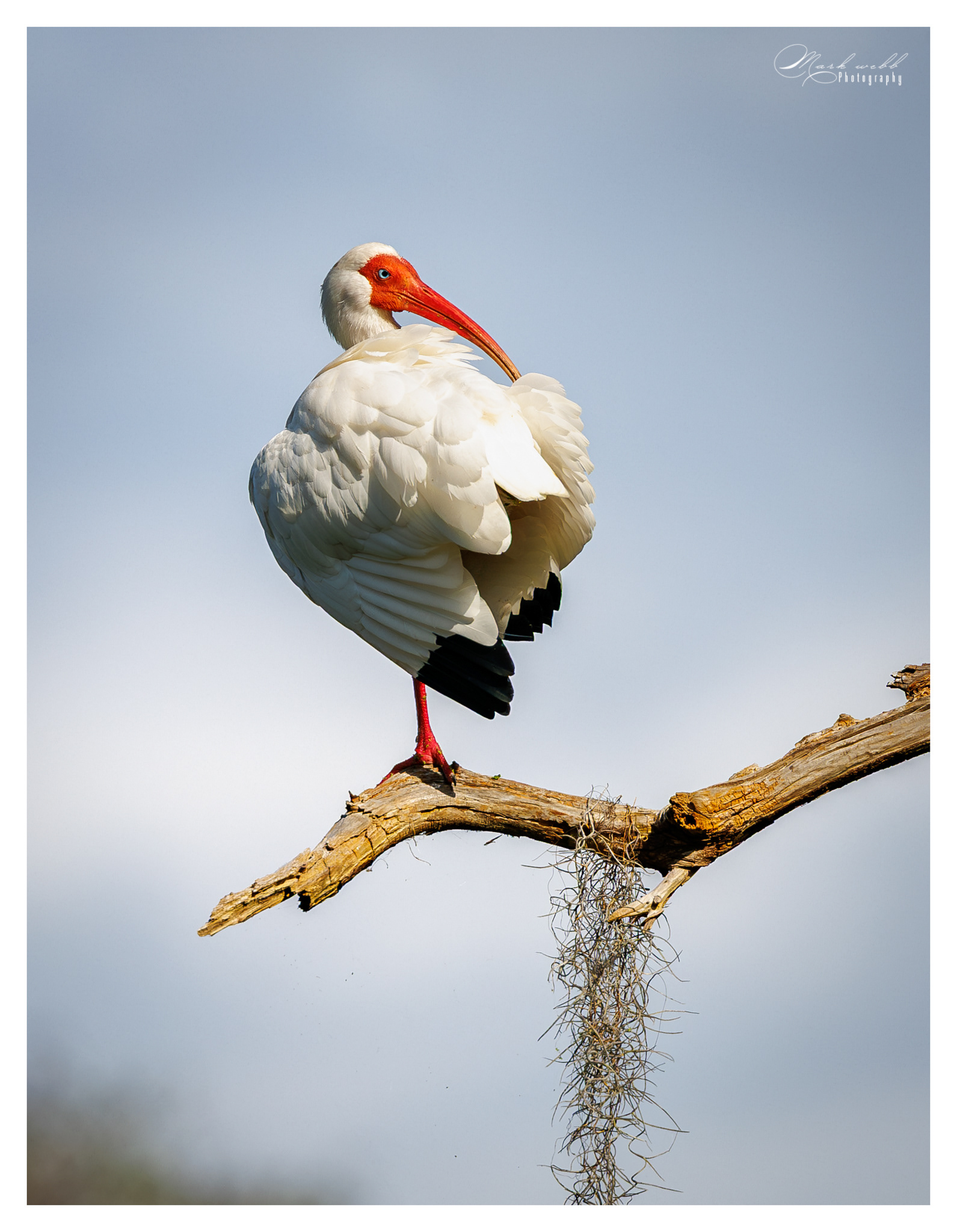 White Ibis