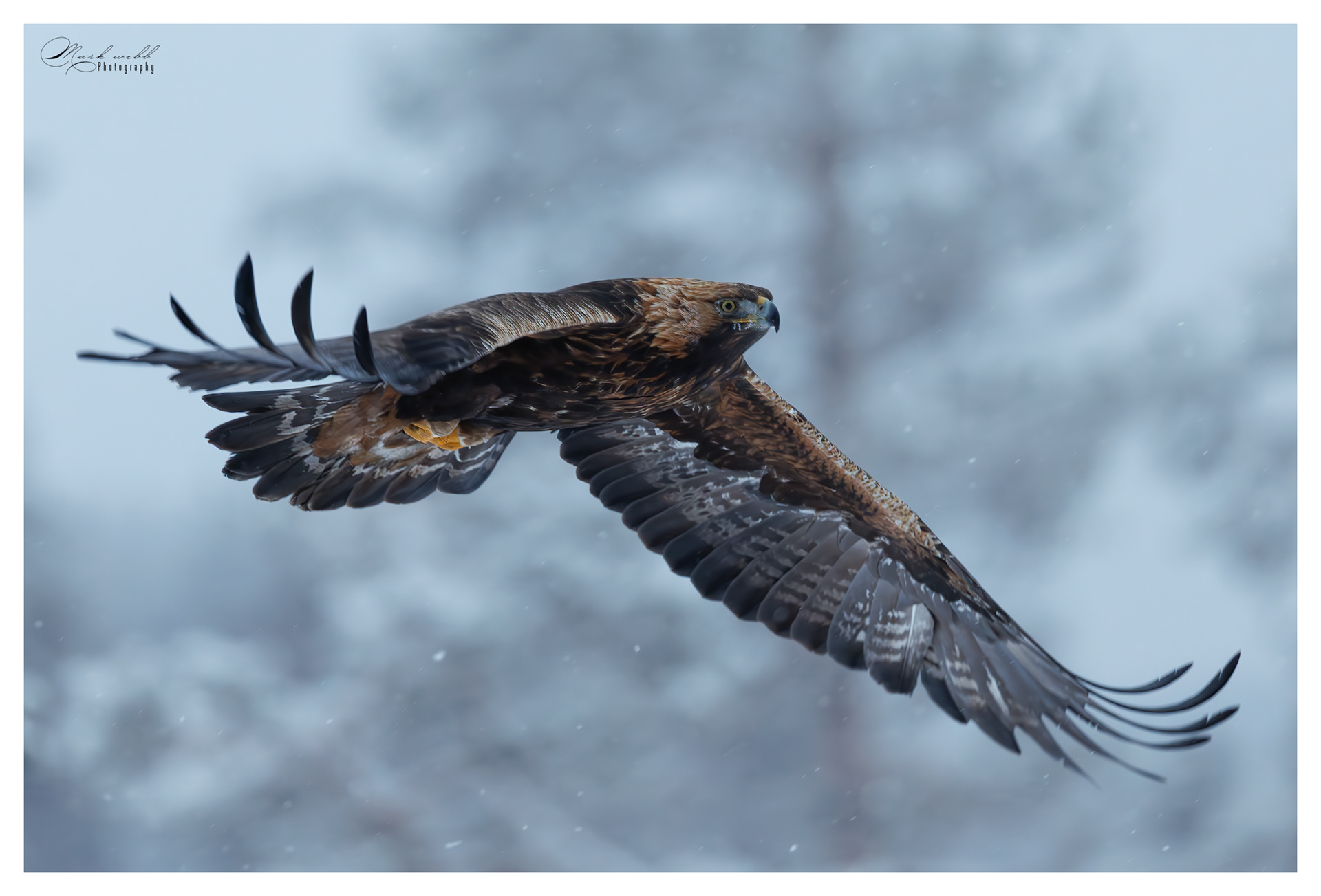 Golden Eagle