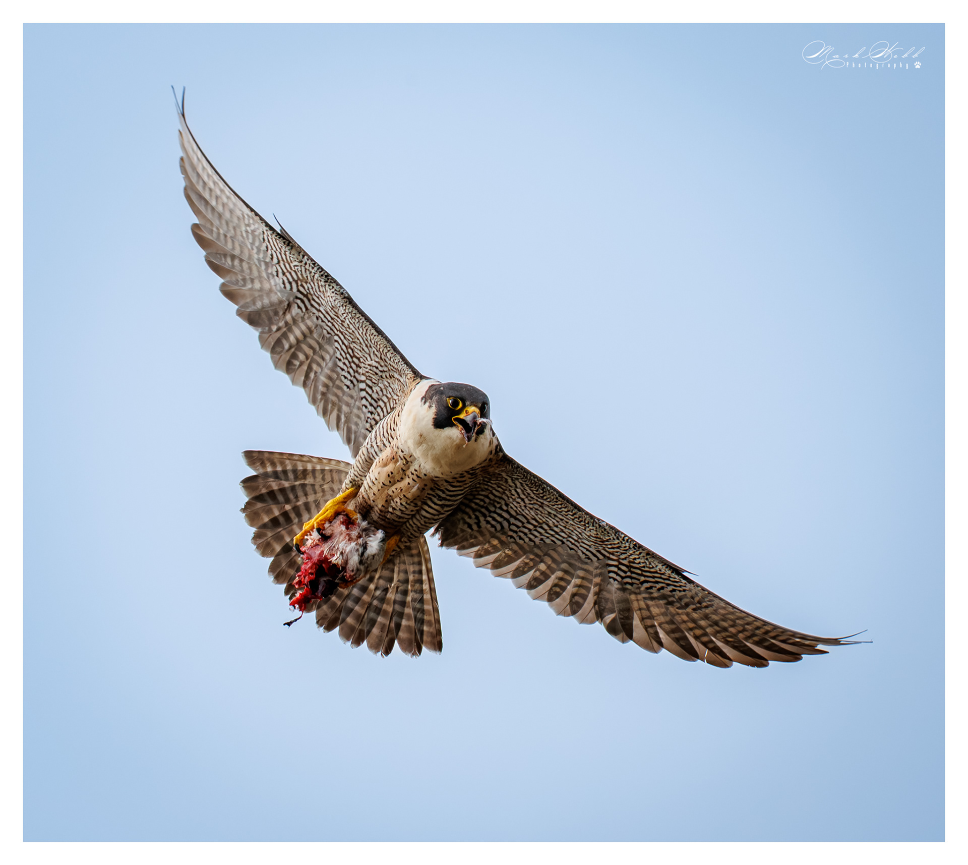 Peregrines Higham June 2026 