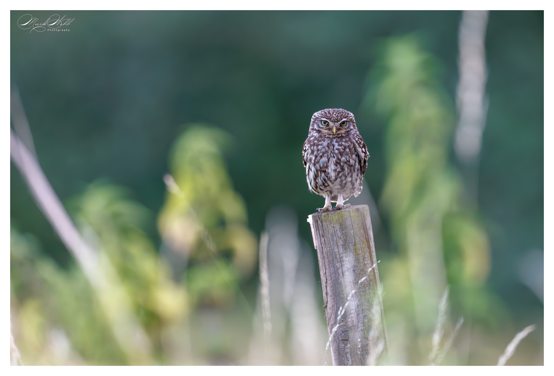 Little Owl Holdenby Estate July 2025