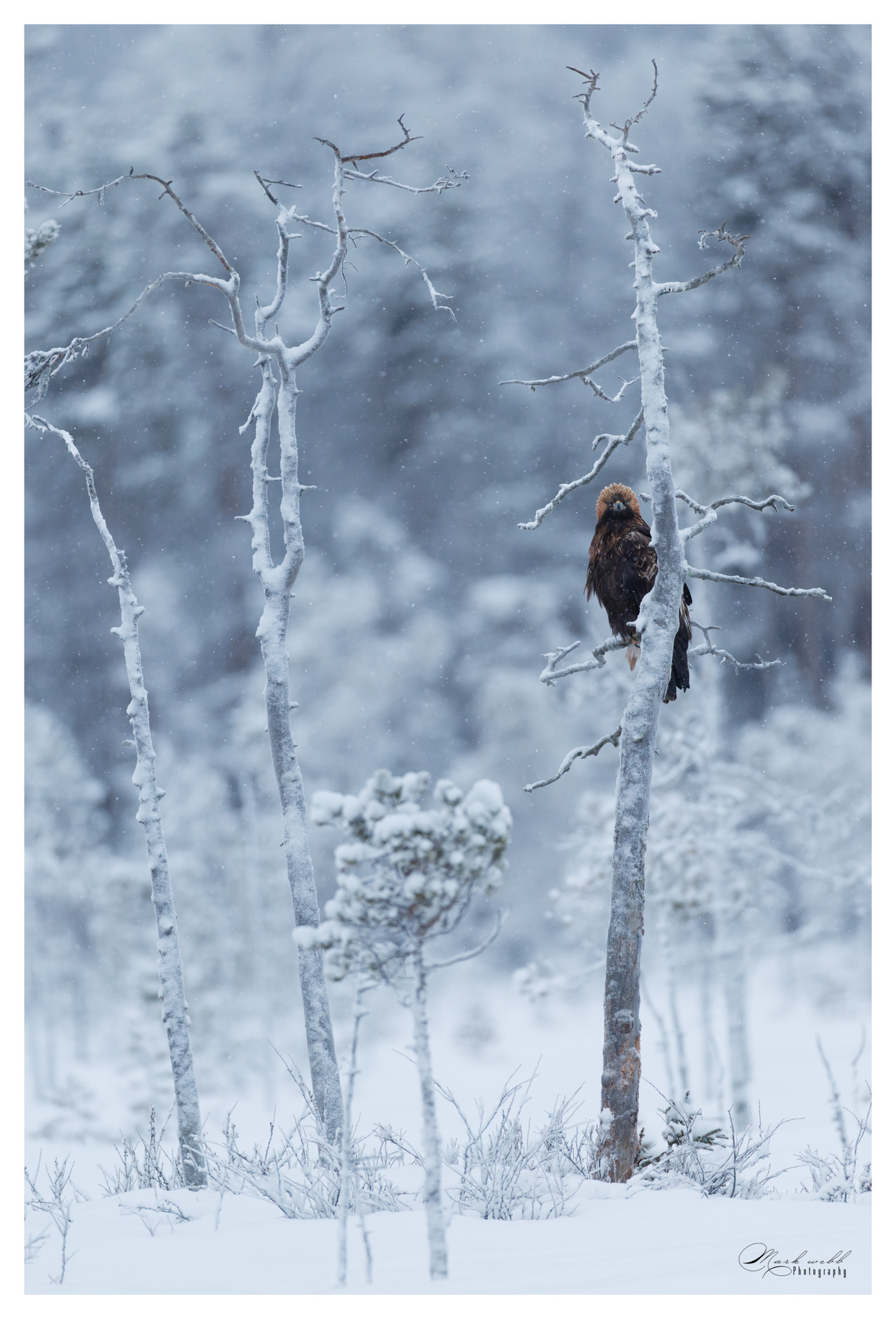 Golden Eagle