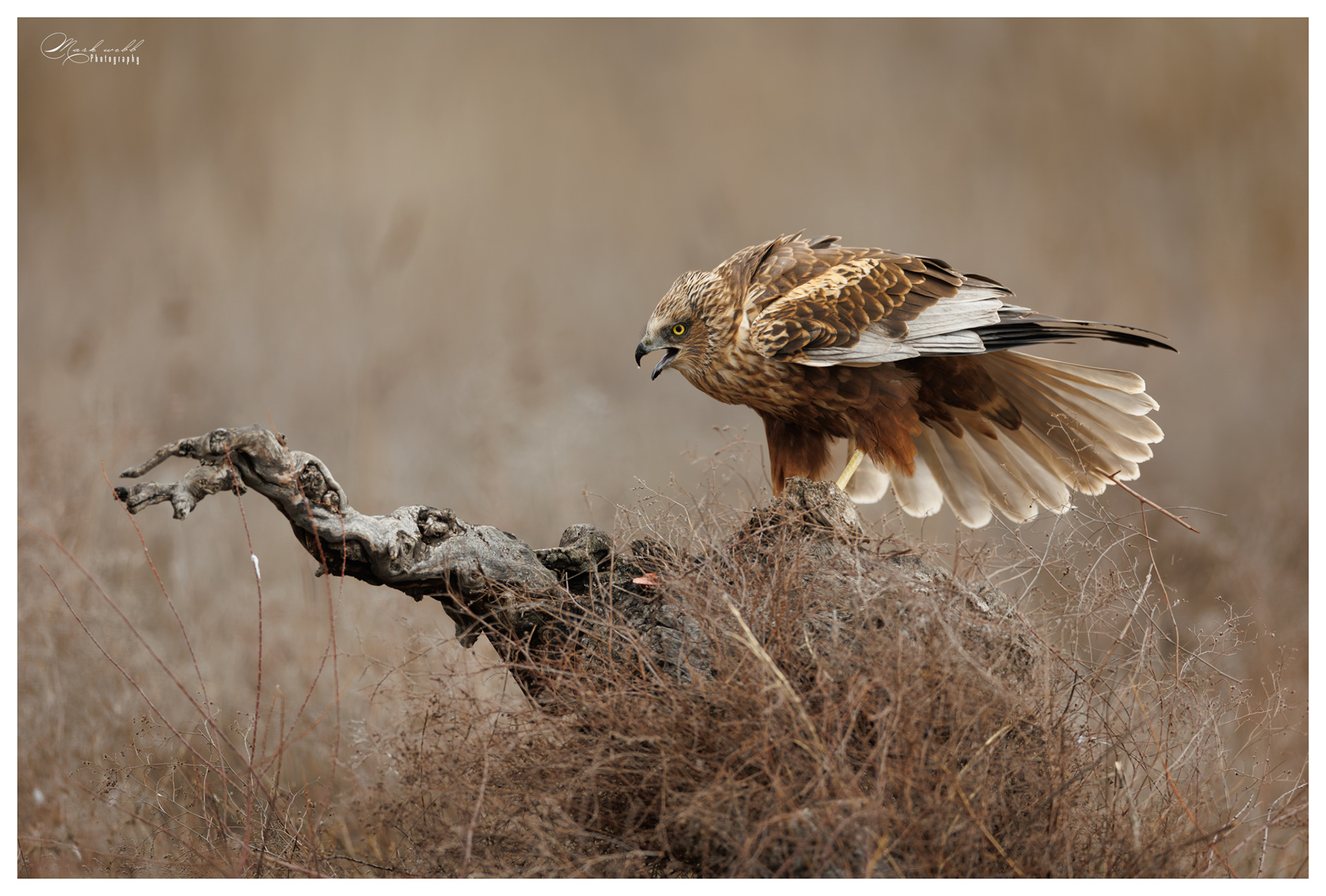 Marsh Harrier