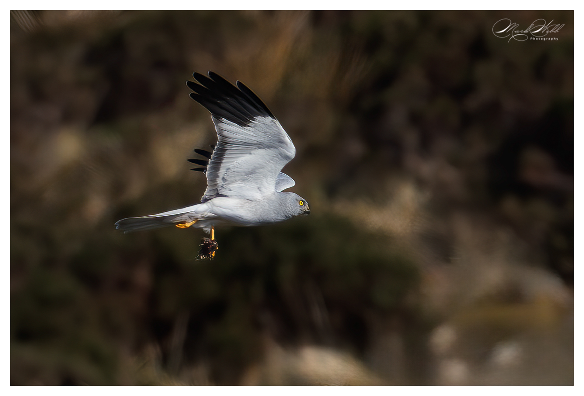 Male Hen Harrier