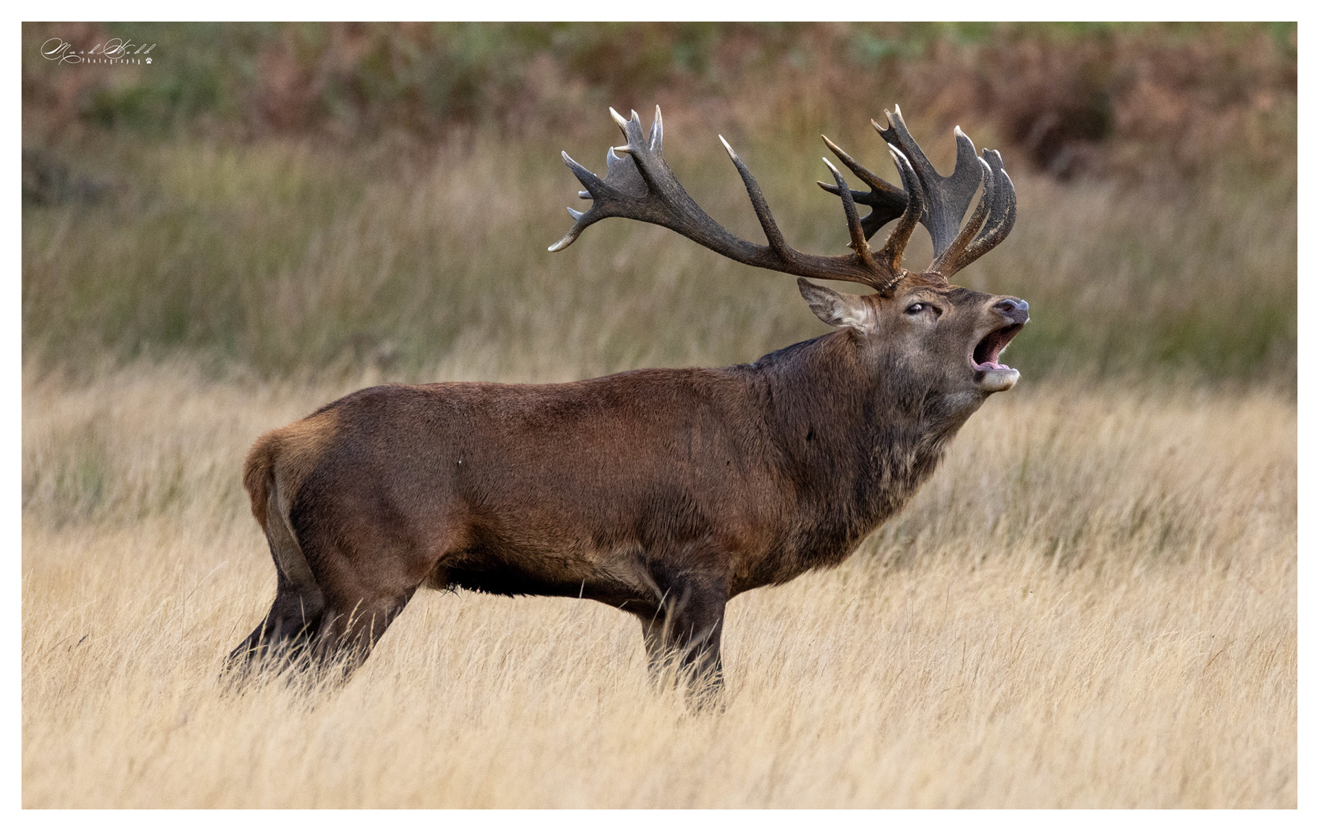 Richmond Park October 2023