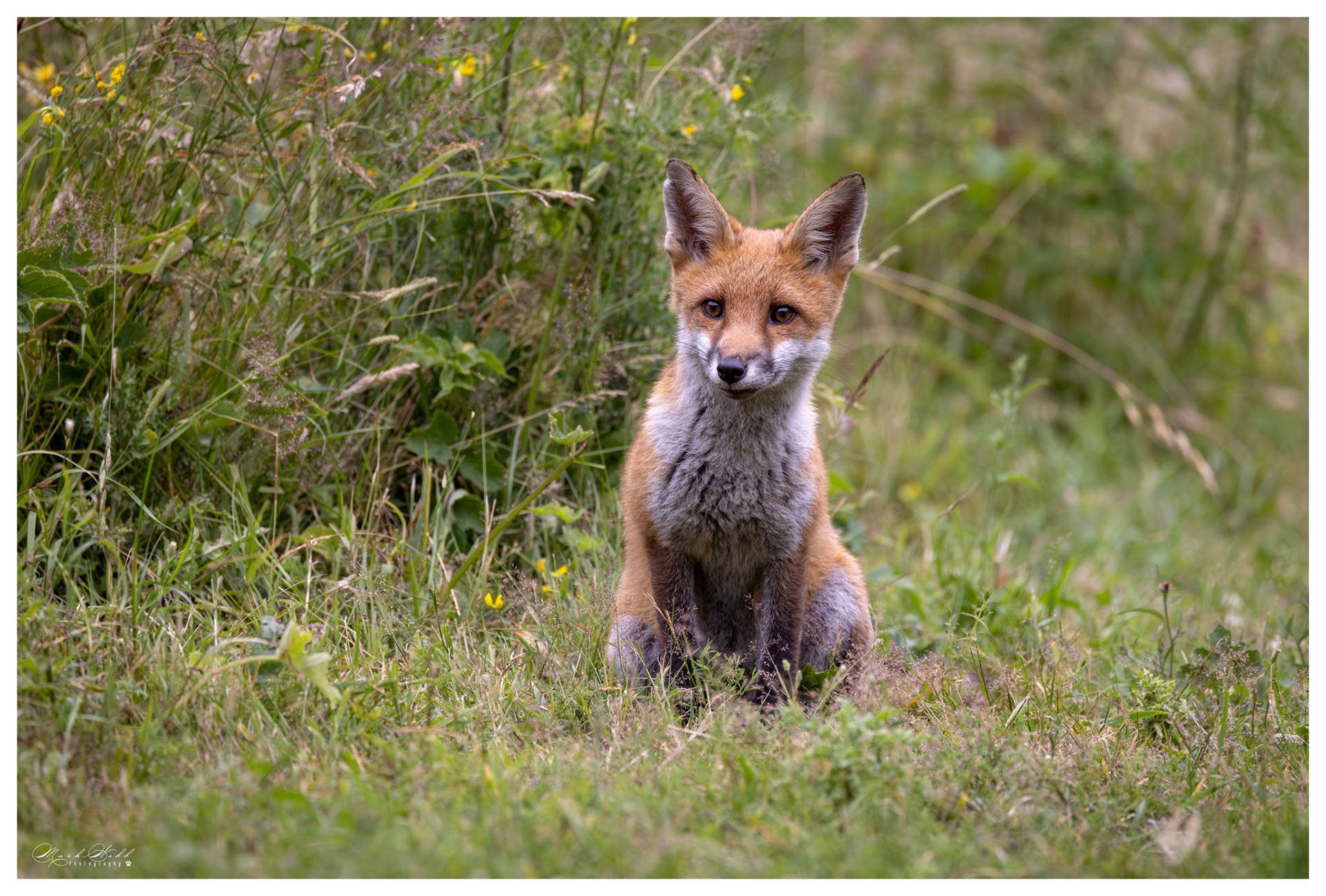 Essex Foxes July 2023