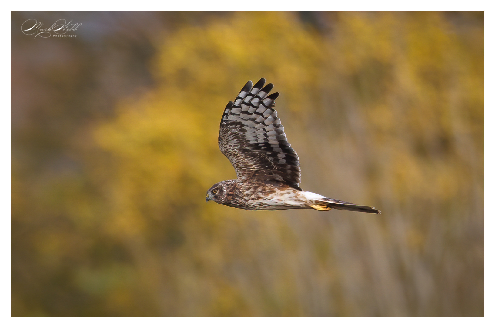 Hen Harrier Whiston Lock November 2024