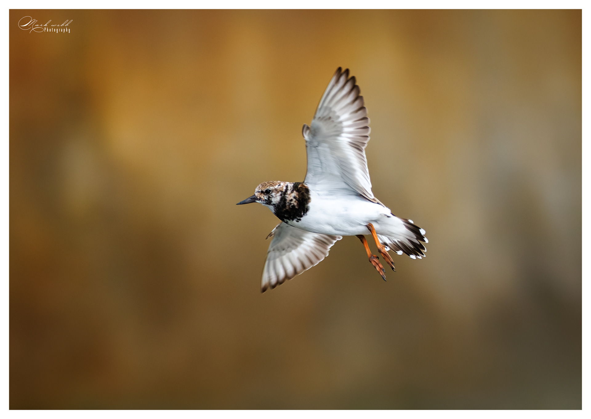 Turnstone S Inlet