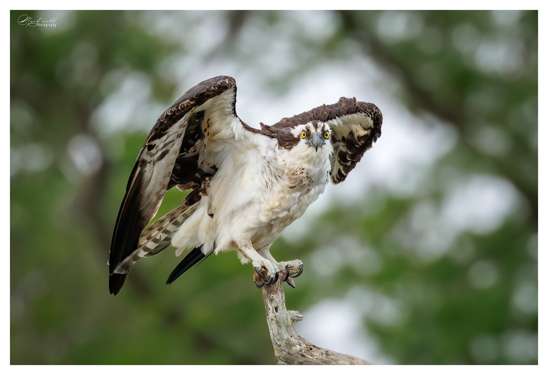 Osprey Blue Cypress Lake