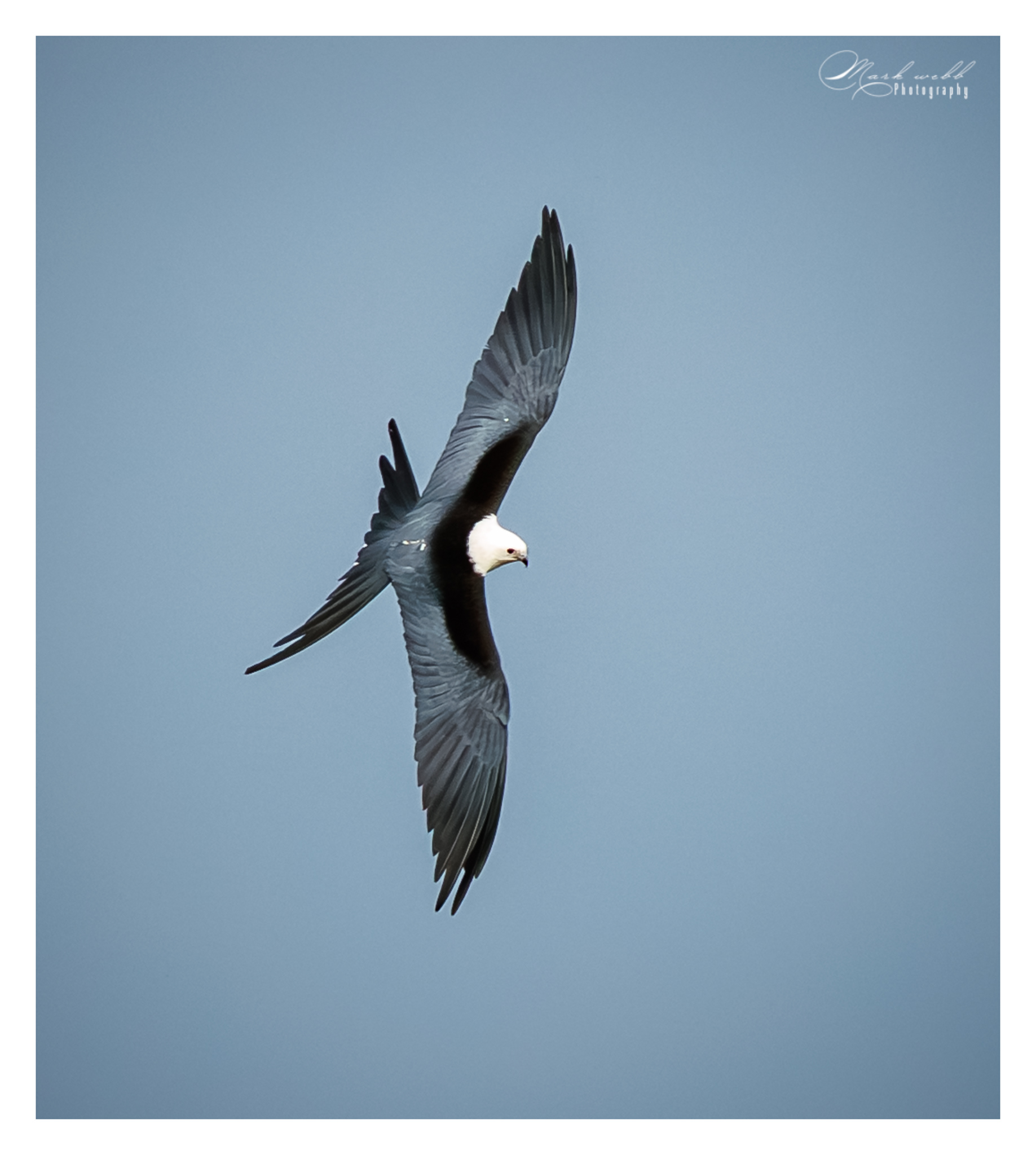 Swallow Tailed Kite