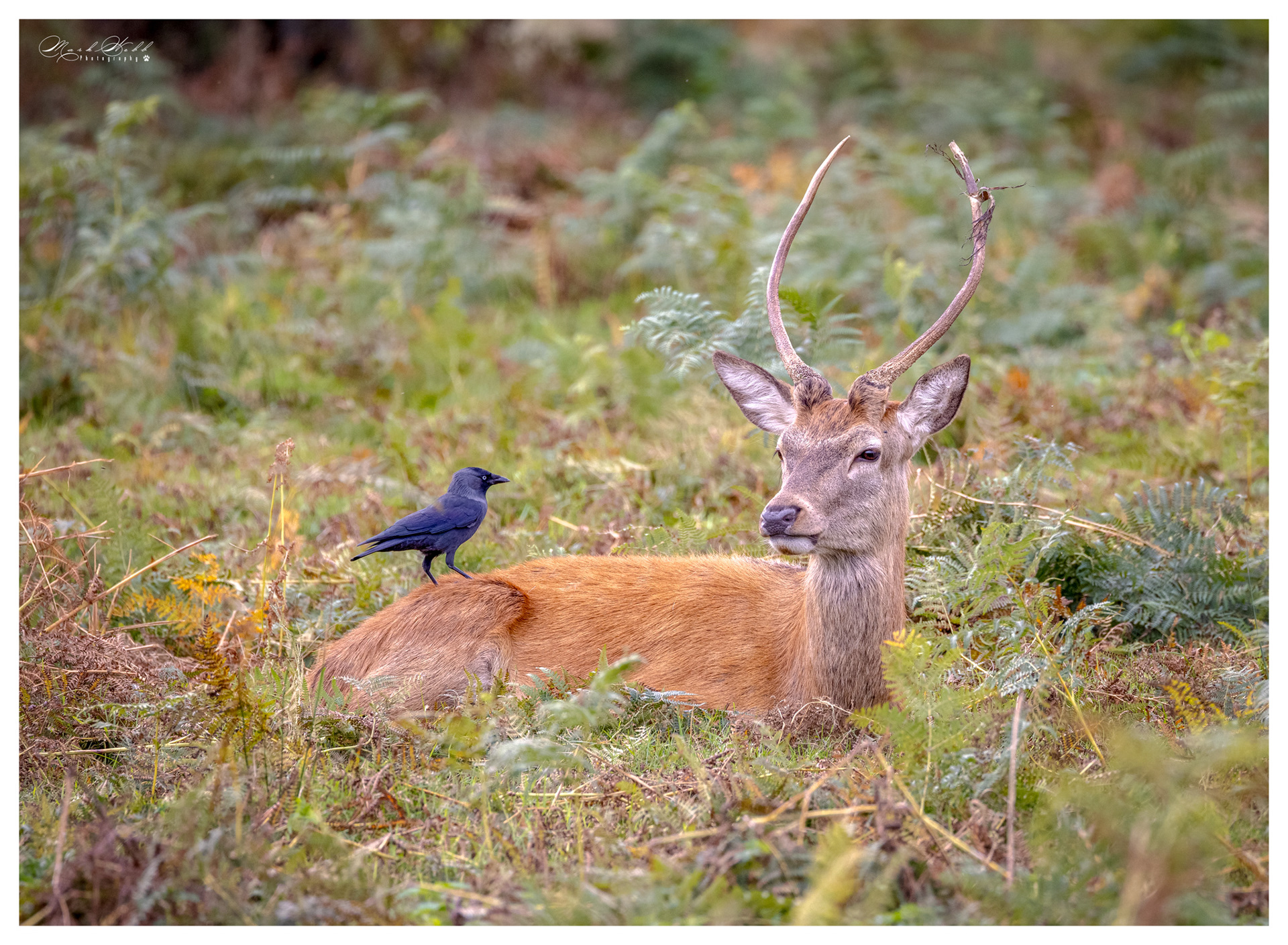 Richmond Park October 2023