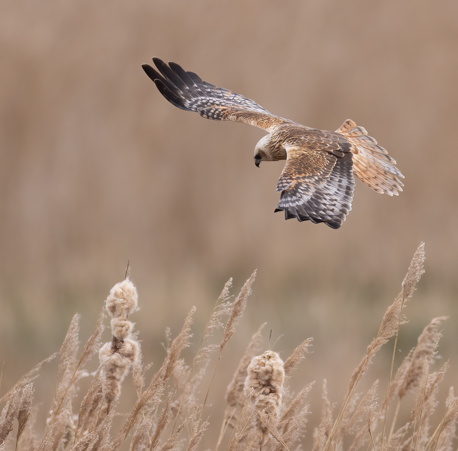 Marsh Harrier Fowlmere March 2024