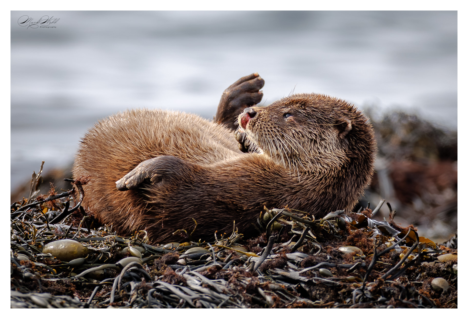 Fat Freddy Otter