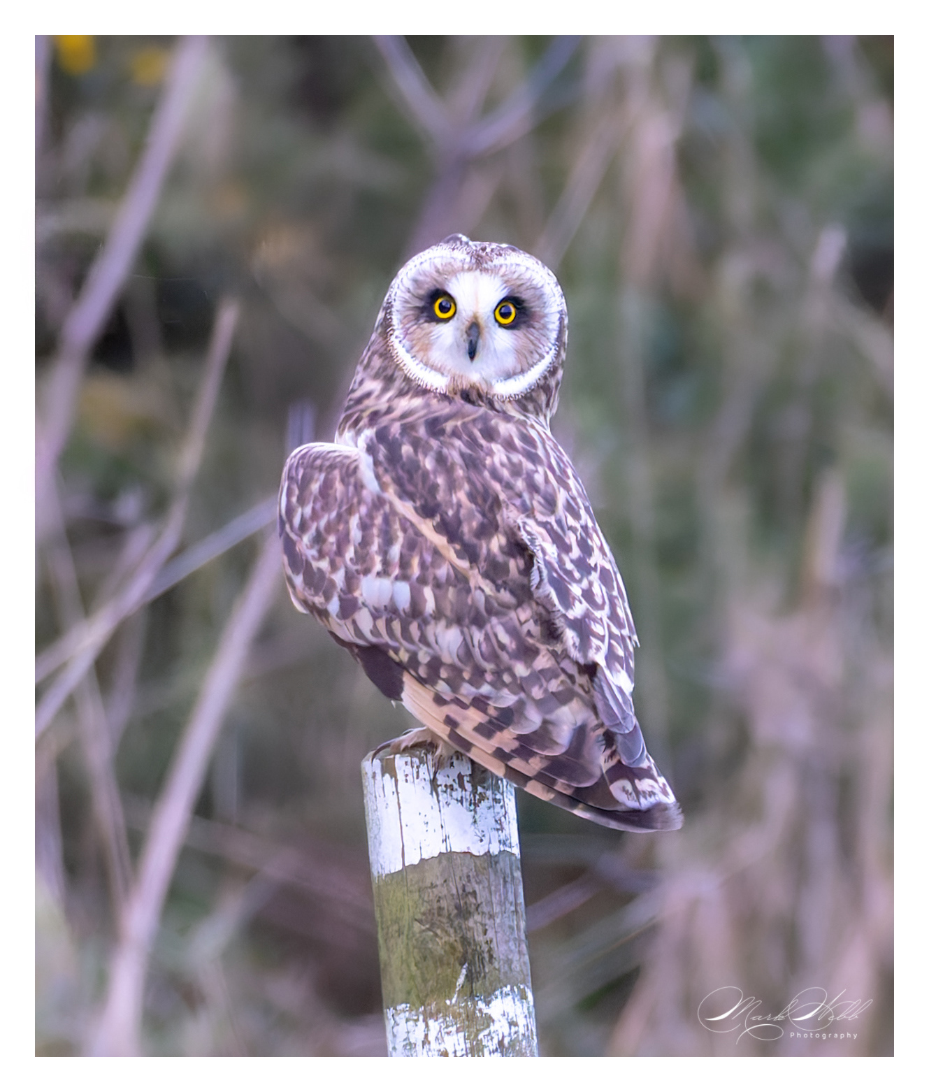 SEO Bempton Cliffs October 2023