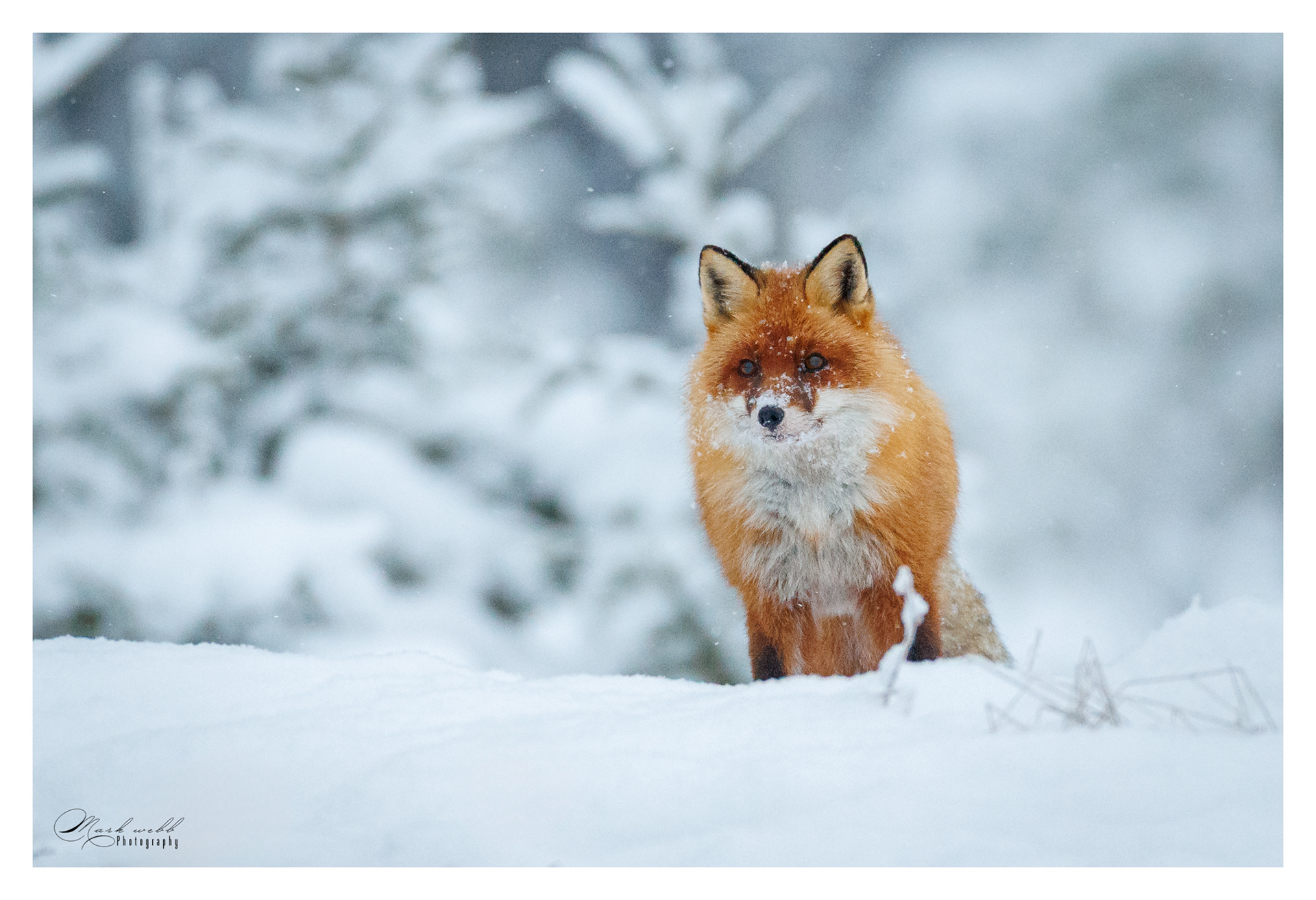 Red Fox