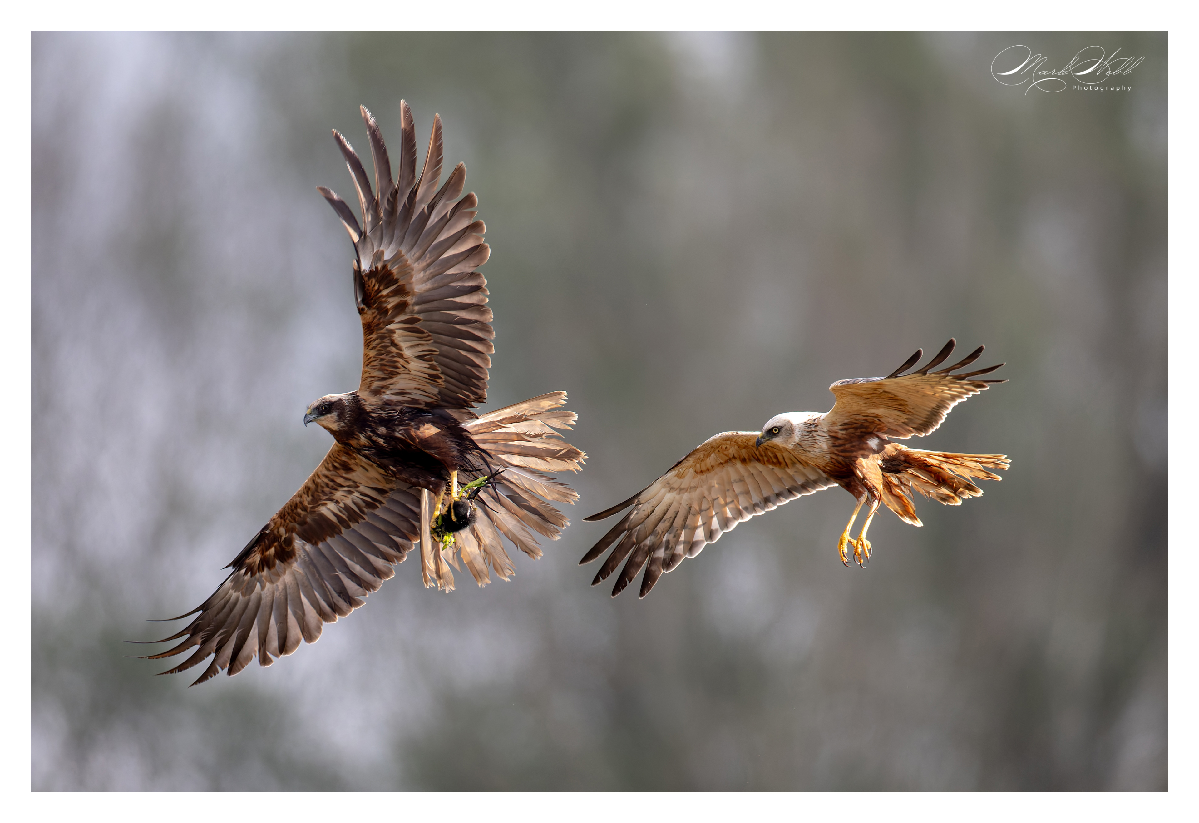 Marsh Harrier Fowlmere May 2024