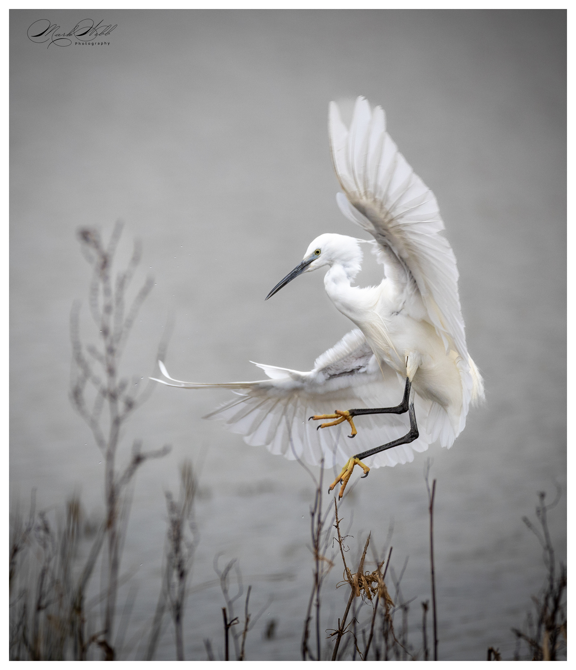 Little Egret Summer Leys February 2024