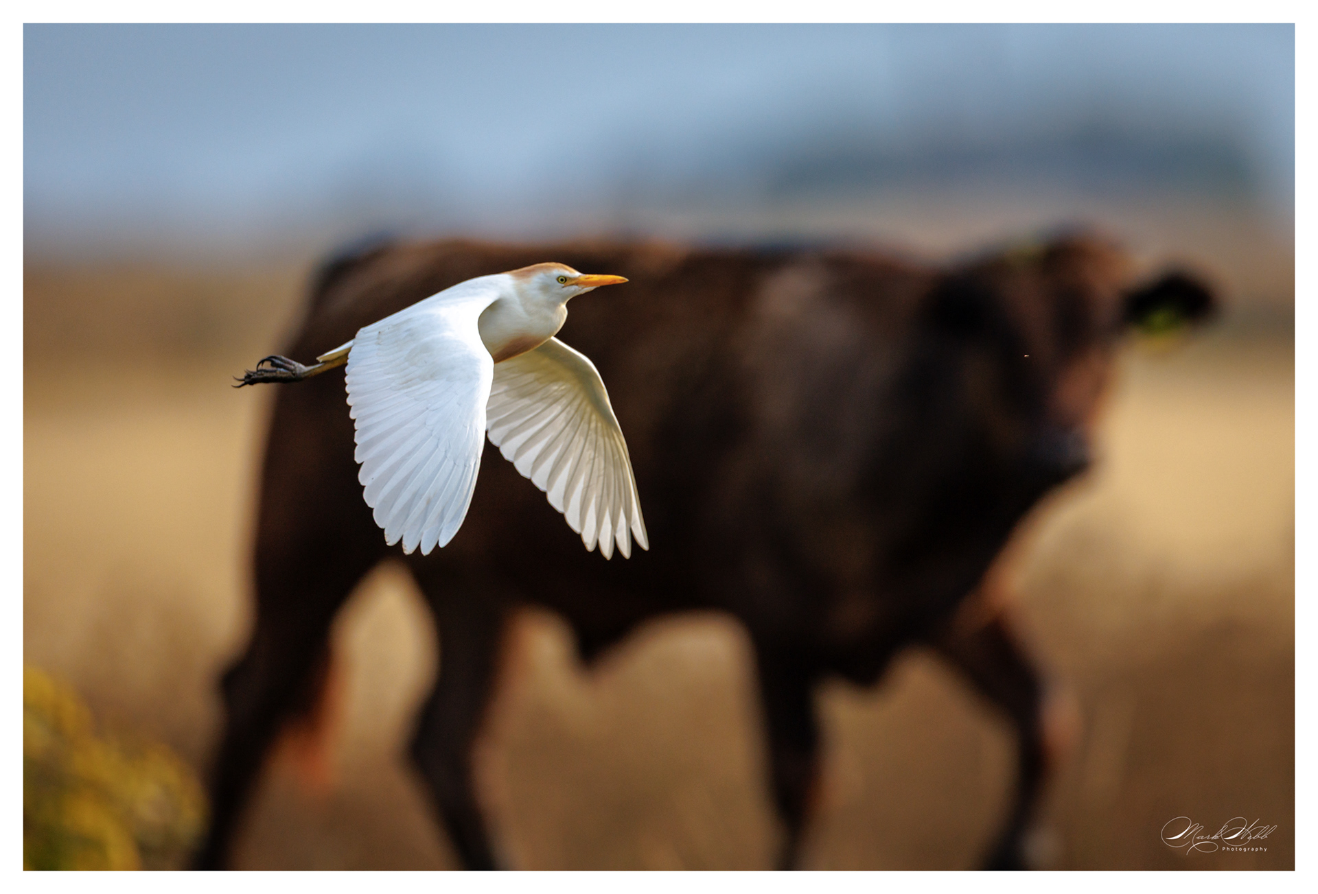 Cattle Egret Ouse Fen July 2025