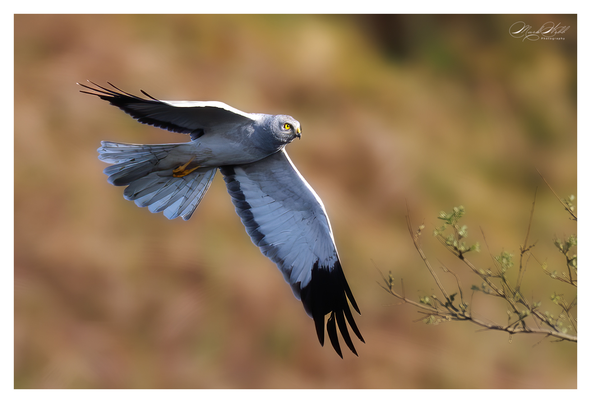 Male Hen Harrier
